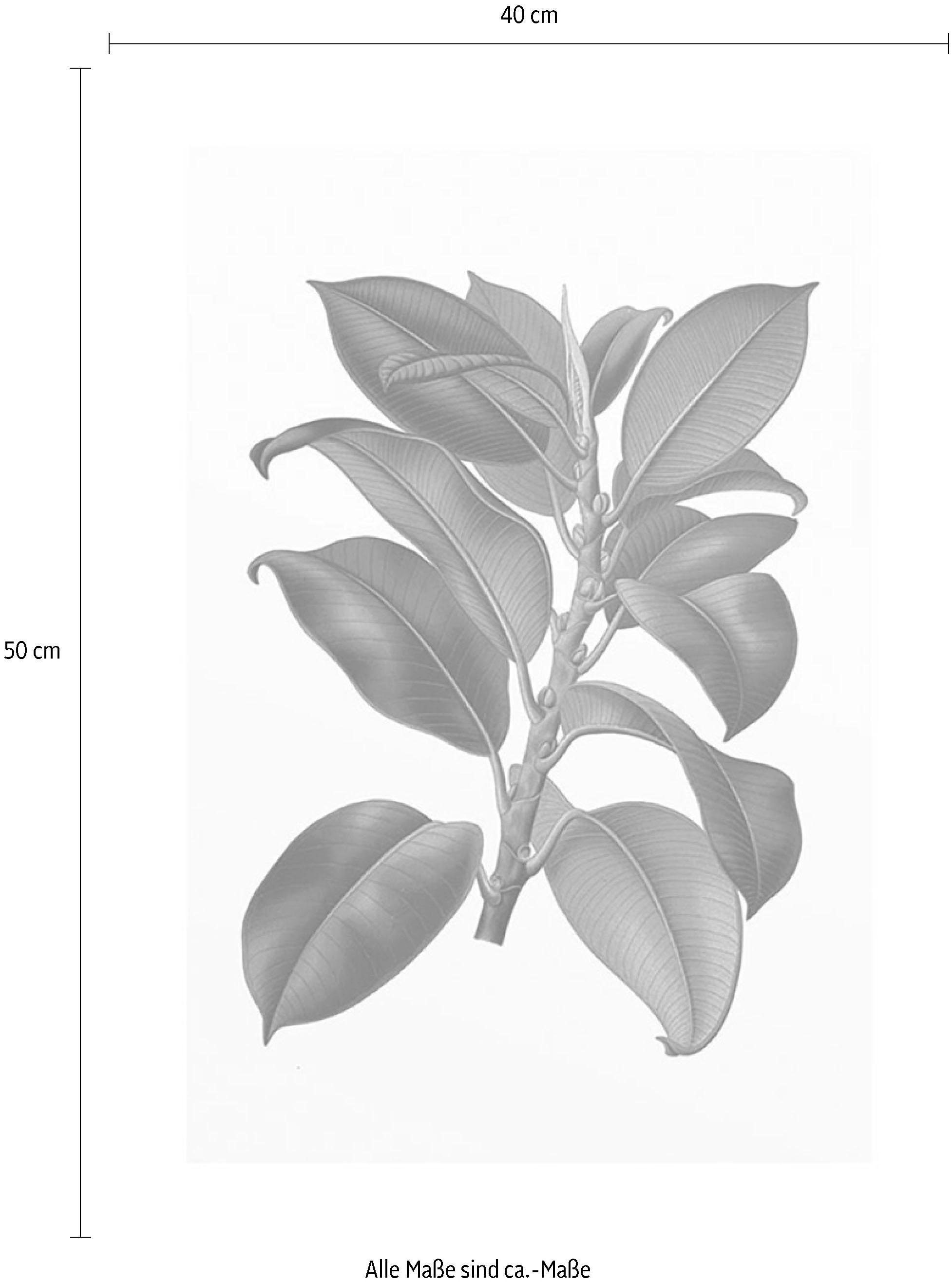 Komar Bild »Elastica Tree«, Pflanzen-Blätter, (1 St.), Wandbild zur Dekoration - ohne Rahmen
