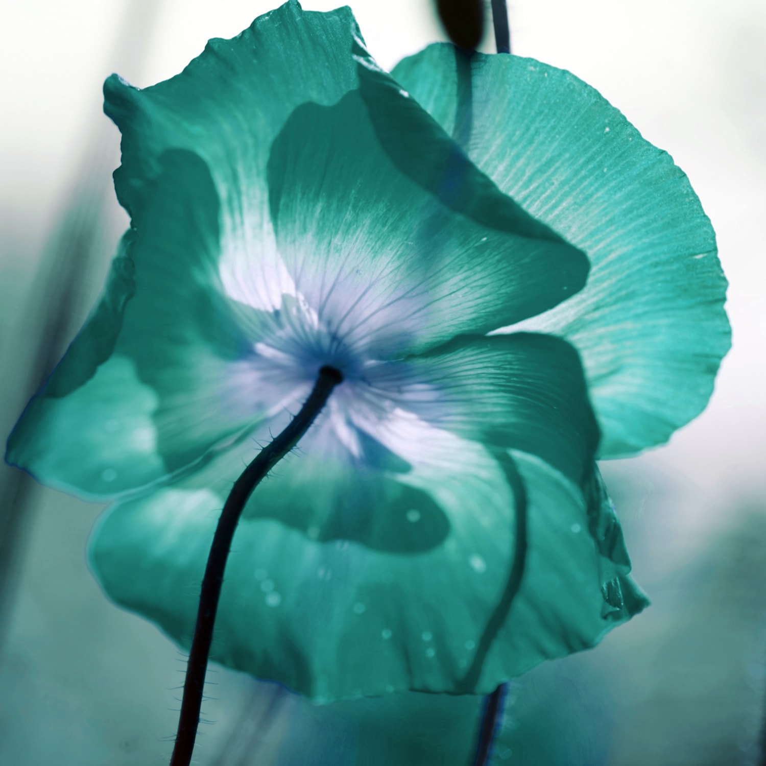 queence XXL-Wandbild »Akustikbild Blüte in Türkis« Blumenbilder | Natur 1 Stk. tlg. Einfache Akustiklösung ohne Baumaßnahme, Schalldämmung, Paneele