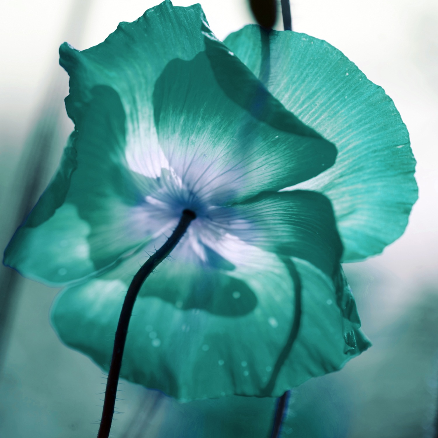 queence XXL-Wandbild »Akustikbild Blüte in Türkis« Blumen   Blumenbilder günstig online kaufen