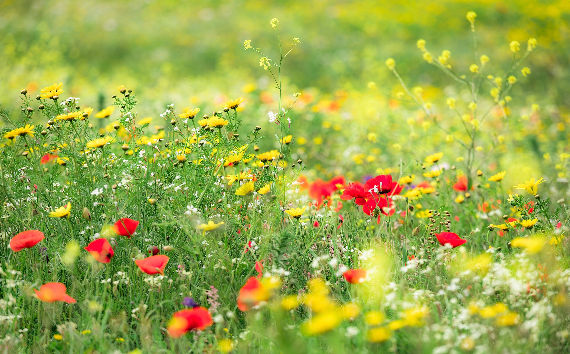 Sanders & Sanders Fototapete Blumen Grün 450 x 280 cm 612676 günstig online kaufen