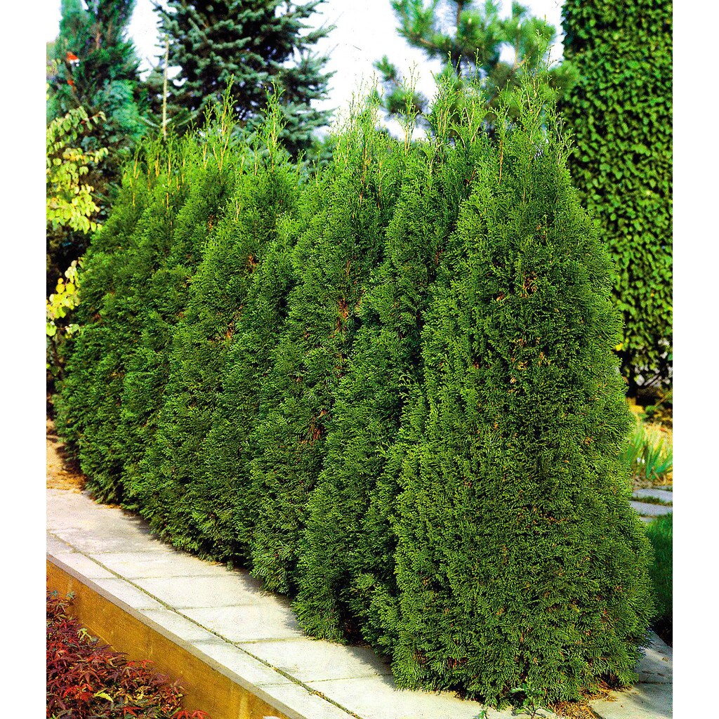BCM Hecken »Lebensbaum 'Smaragd'«, (2 St.), Höhe: 125-150 cm