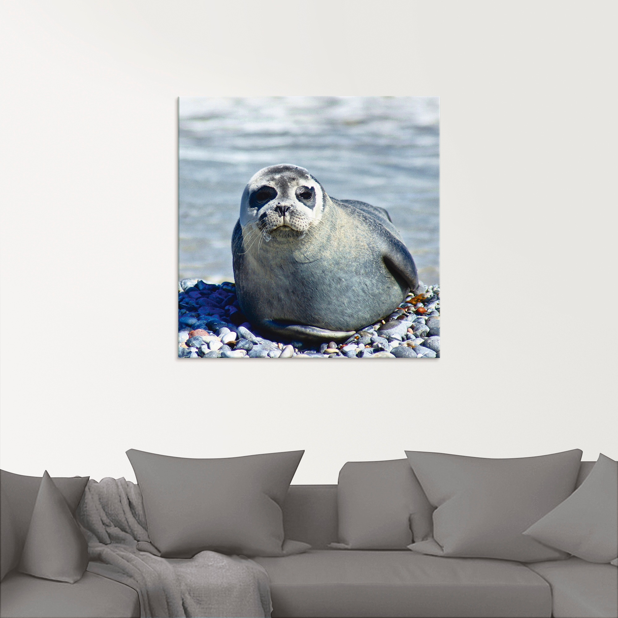 Artland Glasbild "Robbe am Strand von Helgoland", Wassertiere, (1 St.), in günstig online kaufen