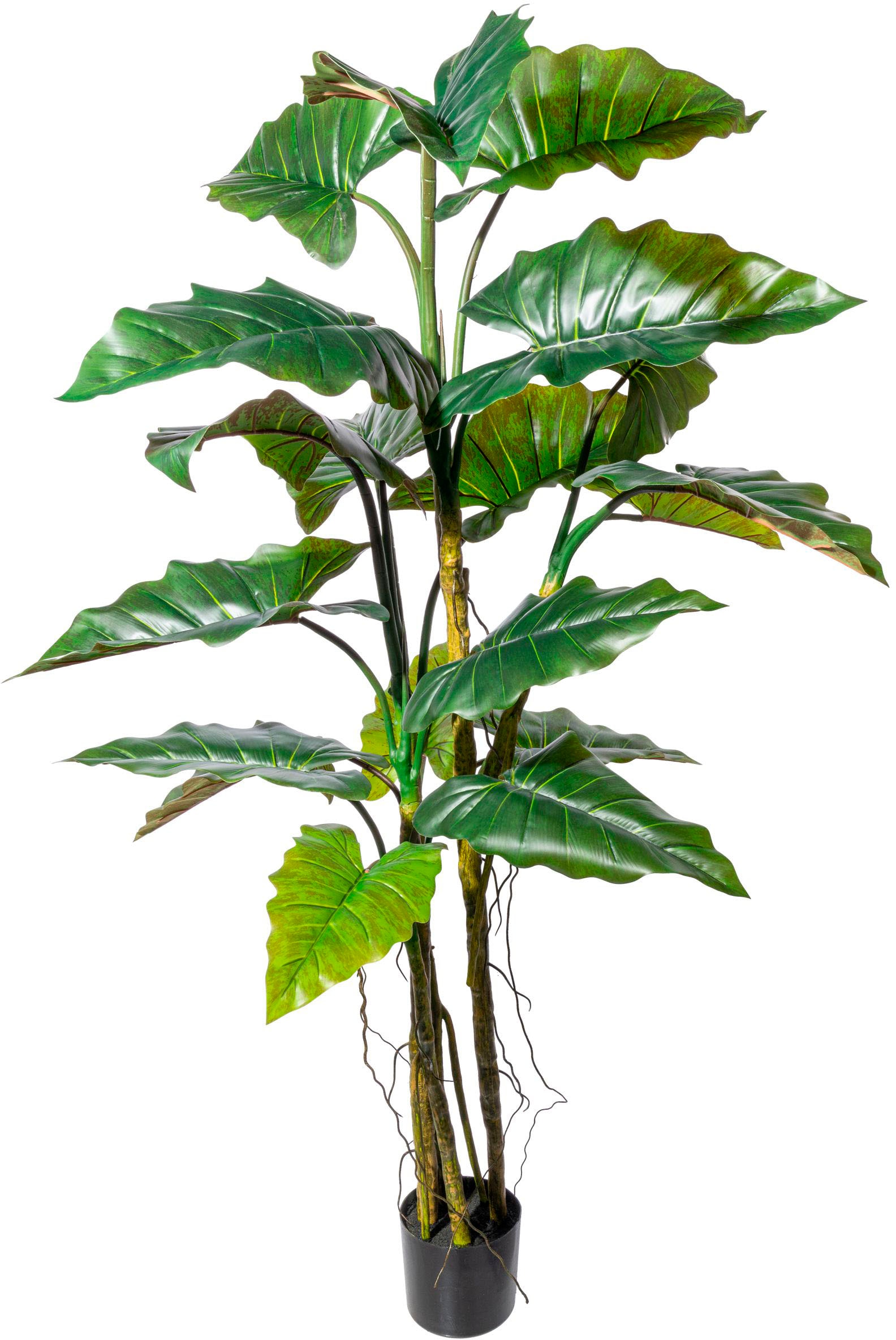 Creativ green Kunstbaum »Colocasia« günstig online kaufen