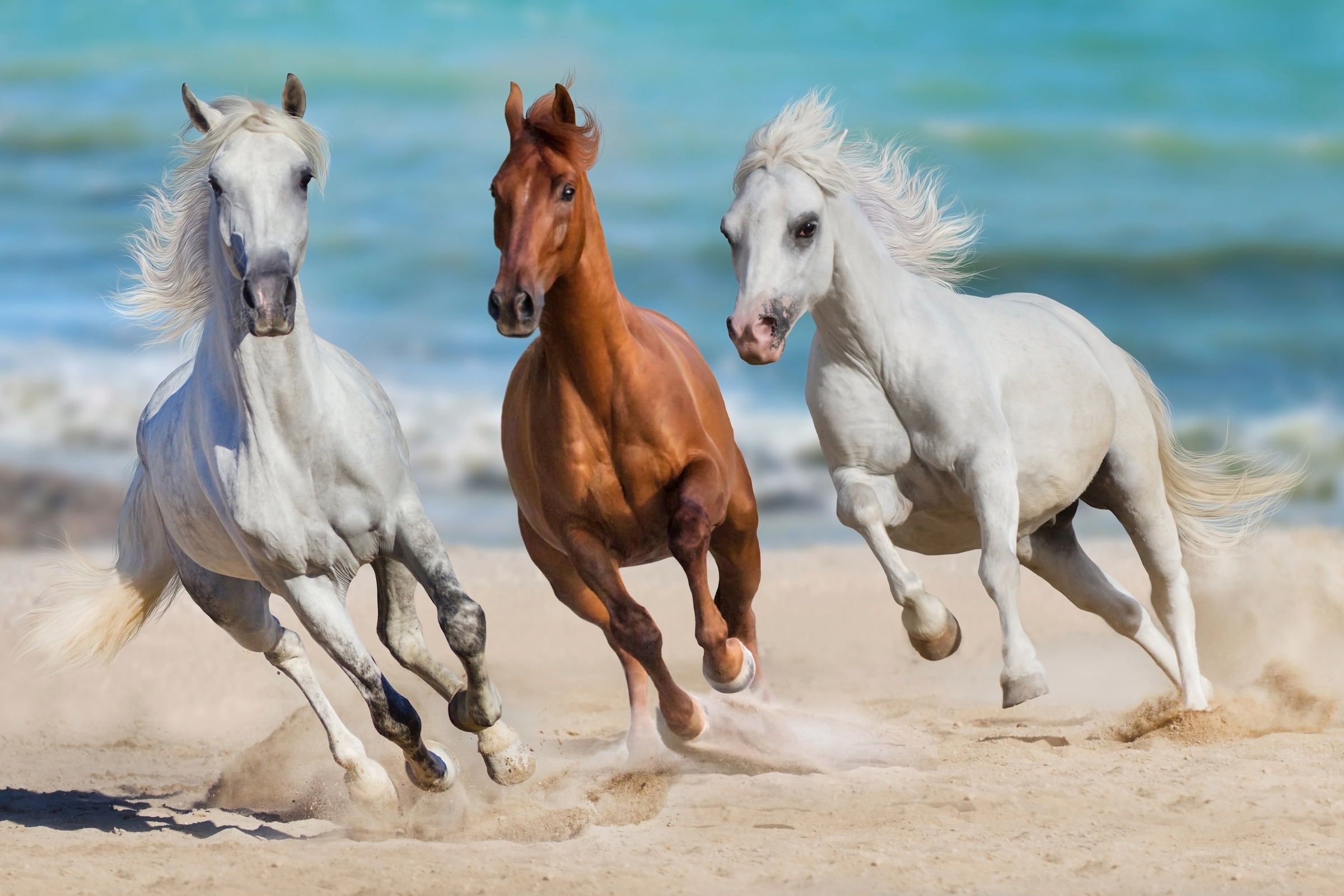 Papermoon Fototapete »Horse Herd Run Gallop« glatt günstig online kaufen
