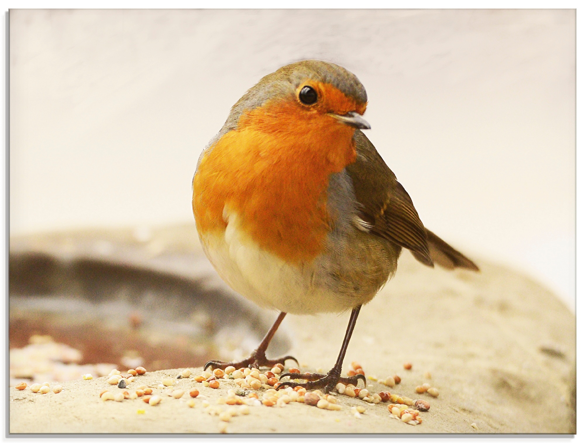 Artland Glasbild »Rotkehlchen«, Vögel, (1 St.), in verschiedenen Größen günstig online kaufen