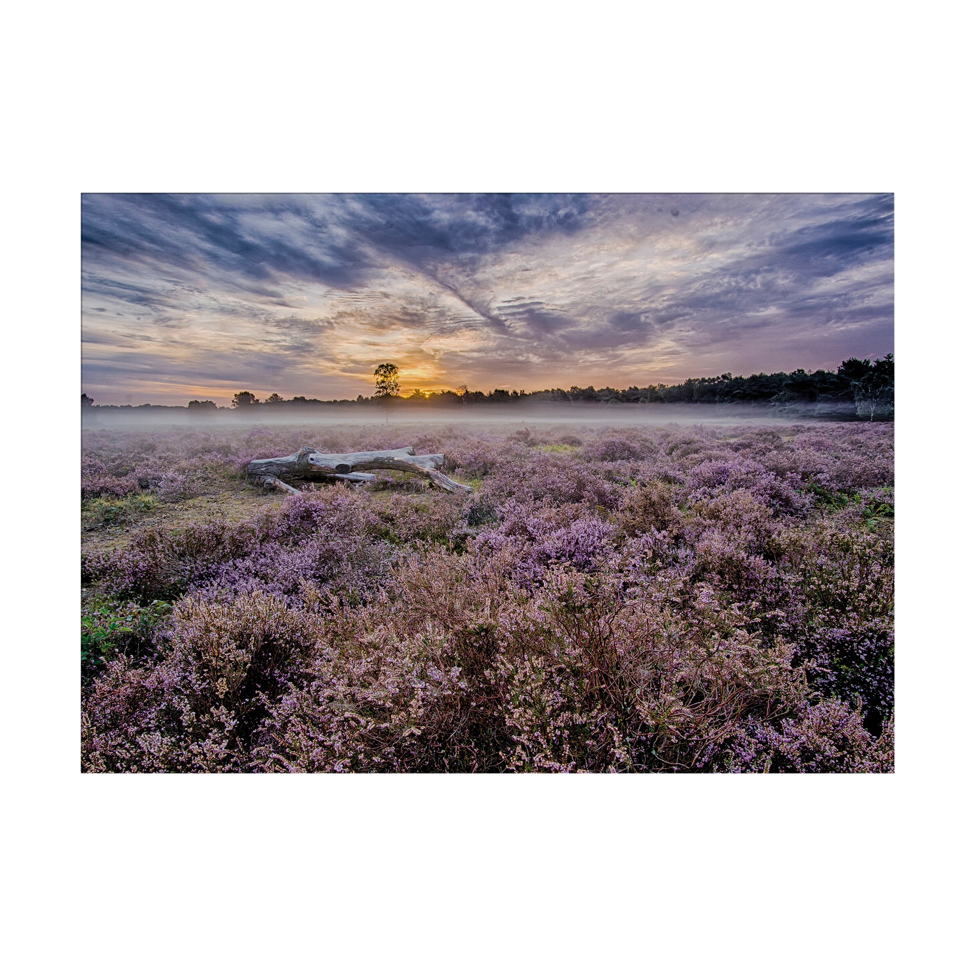Art for the home Leinwandbild »Outdoor Lavendel 50x70cm«, (1 St.)