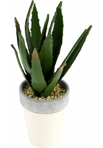 I.GE.A. Kunstpflanze »Agave in Topf 27/12 cm«, (1 St.) kaufen