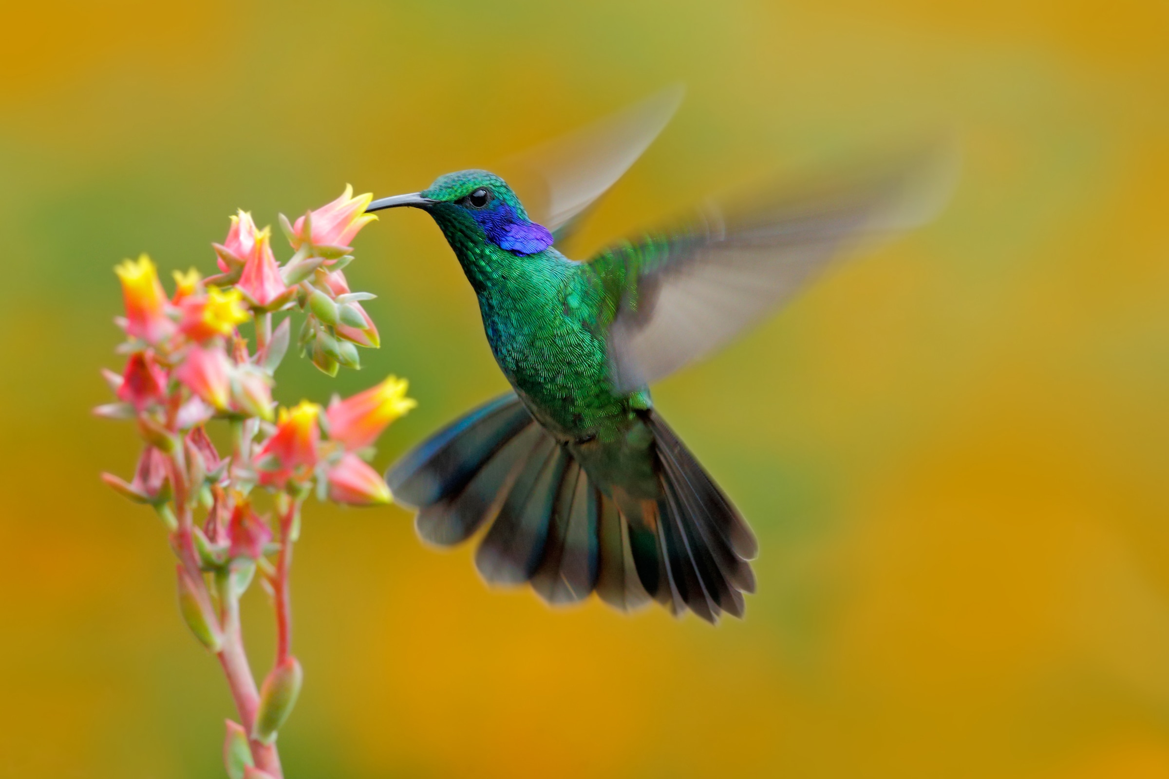 Papermoon Fototapete »Hummingbird Colibri Thalassinus« glatt günstig online kaufen