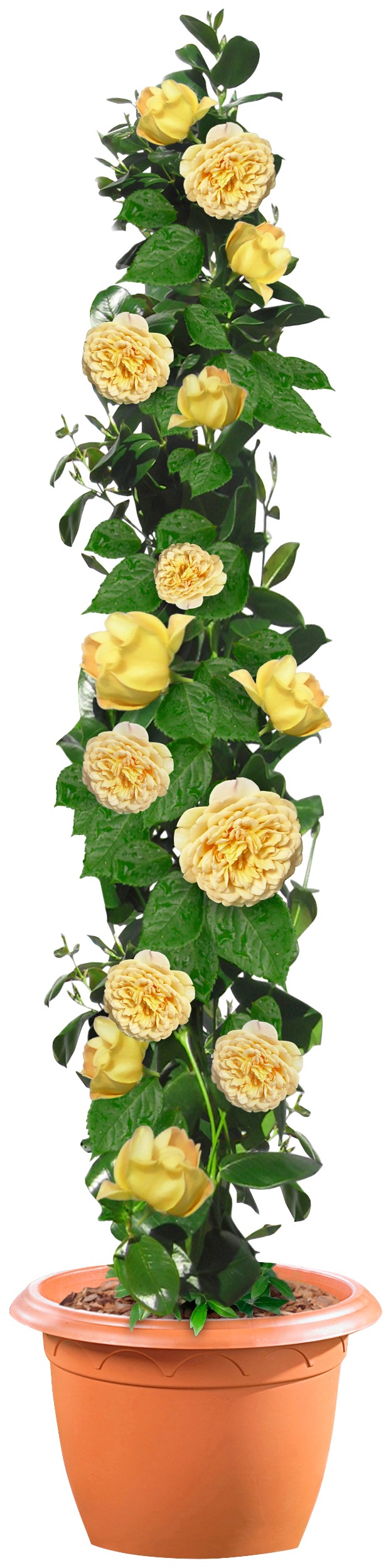 BCM Gehölze »Kletterrose / Säulenrose 'Golden Showers'«, (1 St.), Höhe: 30 cm, 1 Pflanze kaufen