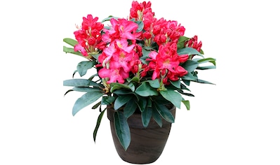BCM Hecken »Rhododendron 'Junifeuer'«, (1 St.), Höhe: 25-30 cm, 1 Pflanze kaufen