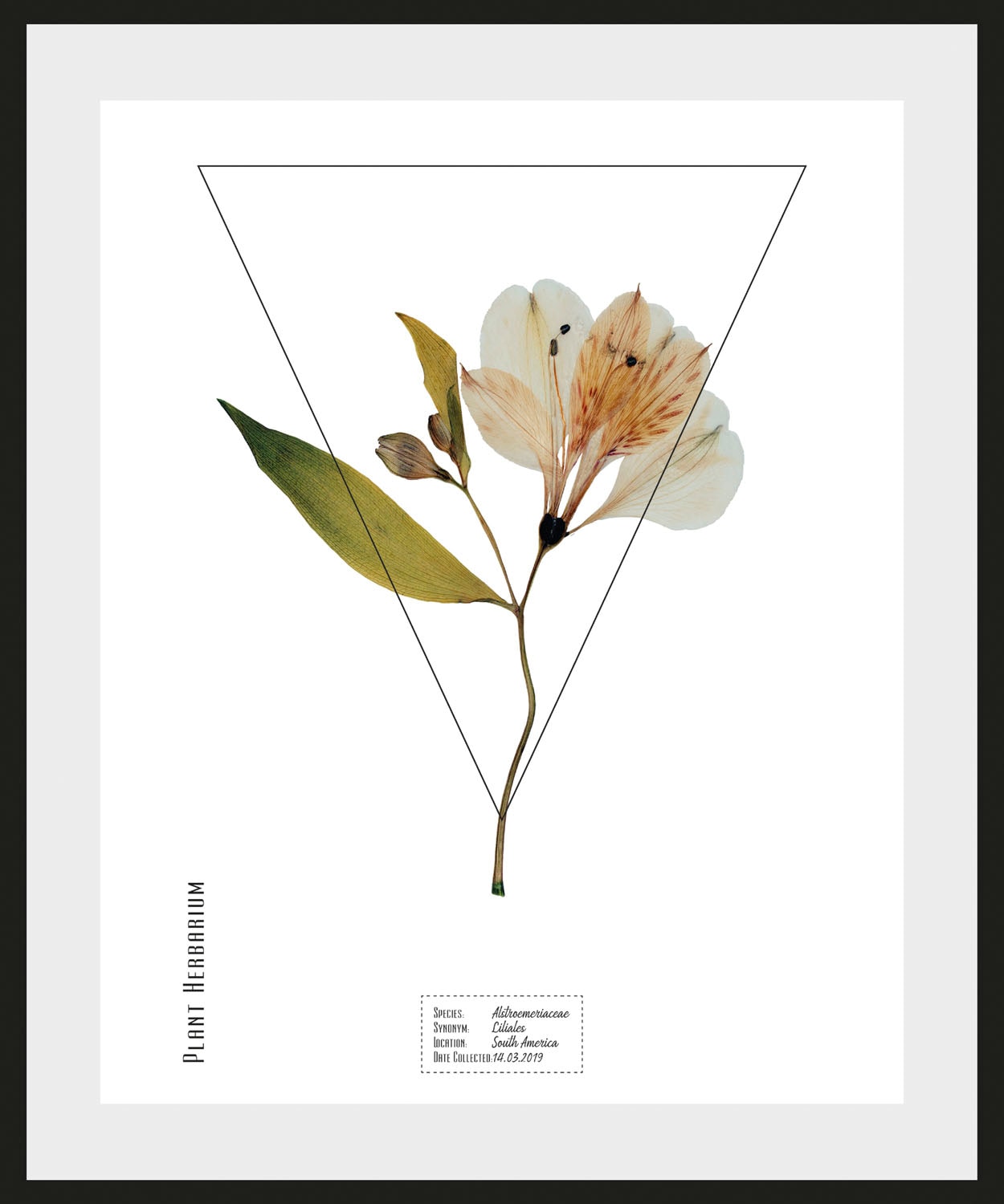 queence Bild »Alstroemeriaceae«, (1 St.) günstig online kaufen