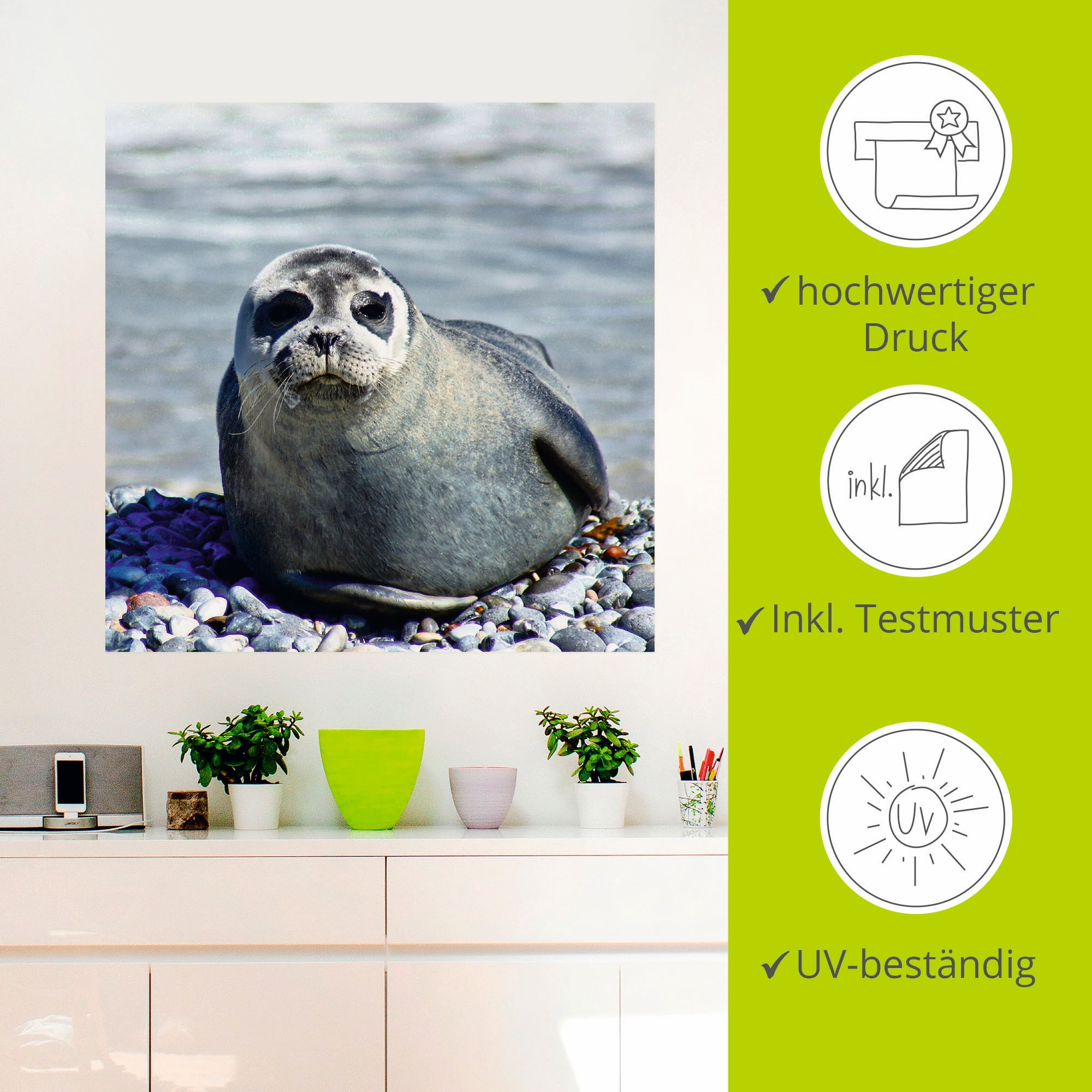 Artland Wandbild »Robbe am Strand von Helgoland«, Wassertiere, (1 St.), als Wandaufkleber in verschied. Größen
