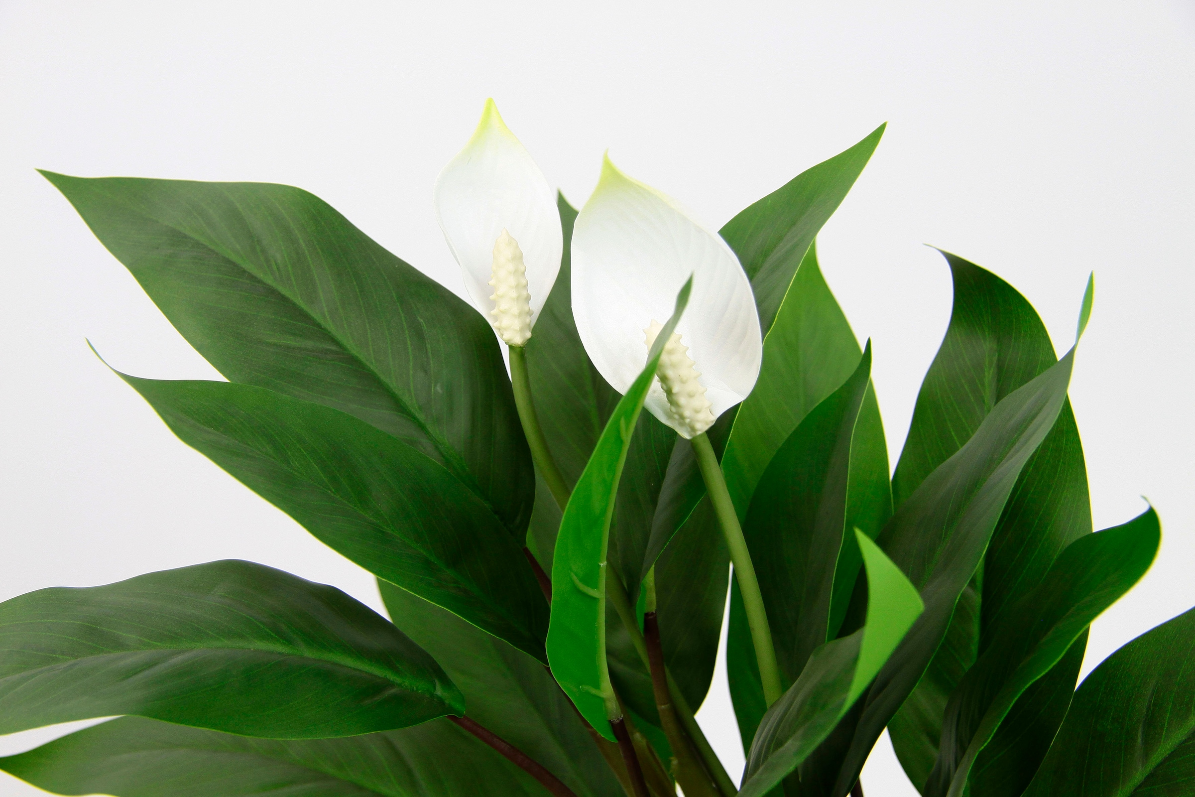 I.GE.A. Kunstpflanze »Spathiphyllum«, im Topf Anthurie Calla Flamingoblume exotische Pflanze weiße Blüten