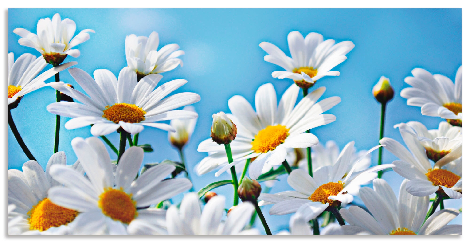Artland Wandbild »Blumen - Margeriten«, Blumen, (1 St.), als Alubild, Outdoorbild, Leinwandbild in verschied. Größen