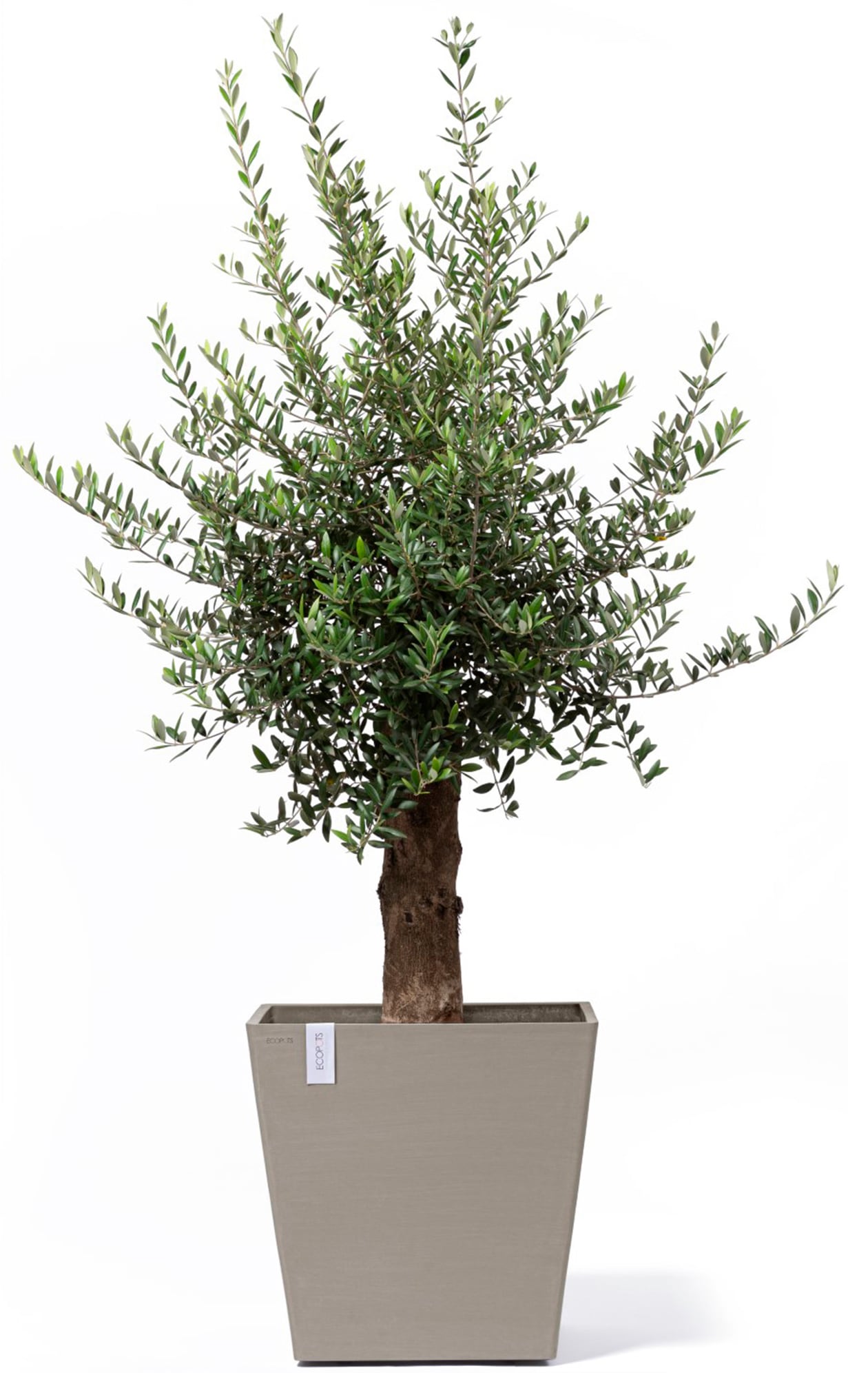 ECOPOTS Blumentopf »Rotterdam mit Rollen 50 Taupe«, für innen und außen: frostsicher, bruchsicher und lichtbeständig