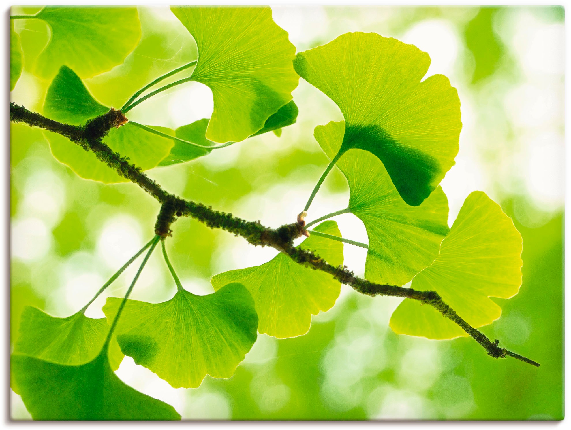 Artland Wandbild »Ginkgo« Blätter 1 Stk. tlg. als Leinwandbild, Poster in v günstig online kaufen