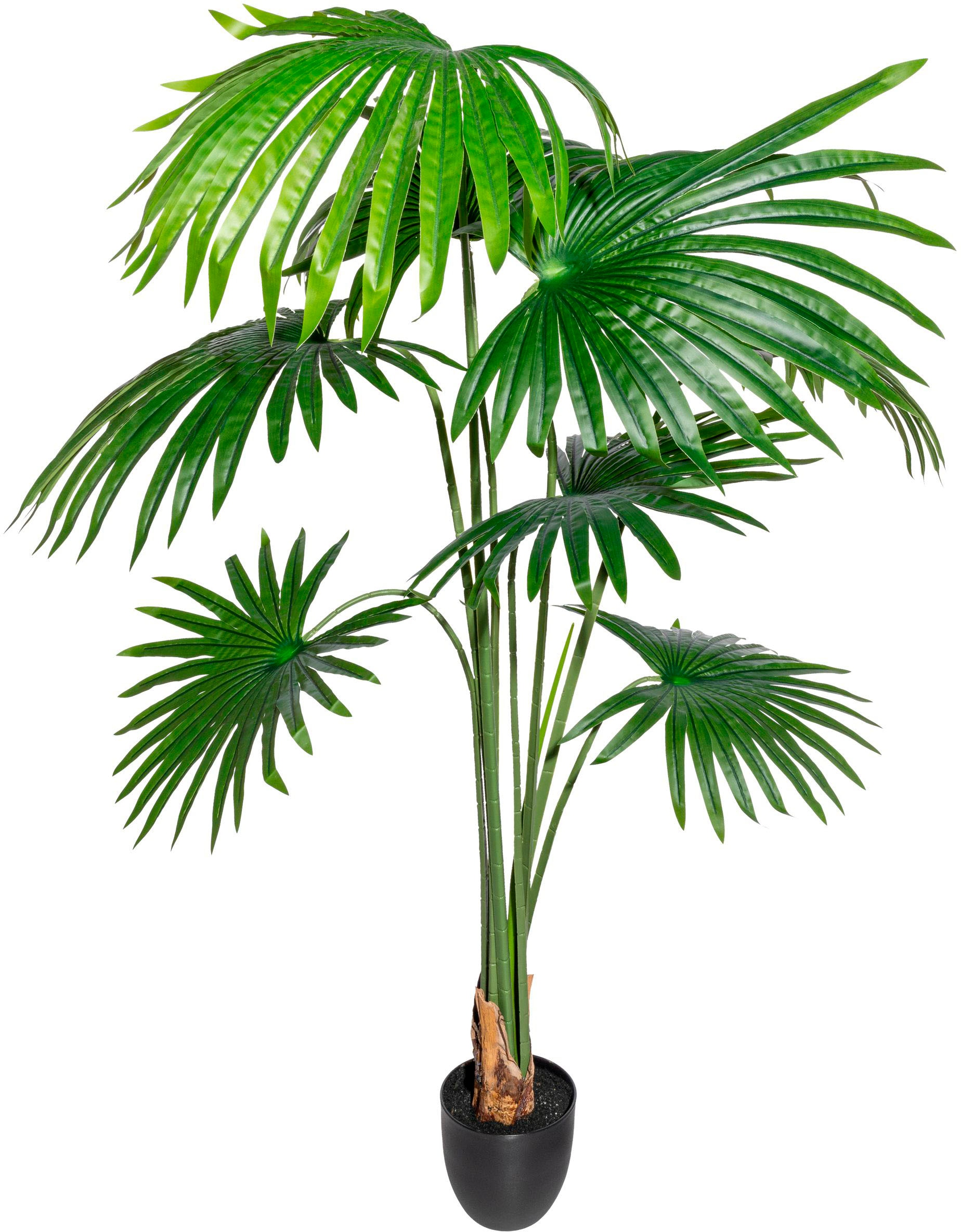 Creativ green Kunstbaum »Washingtonia« günstig online kaufen