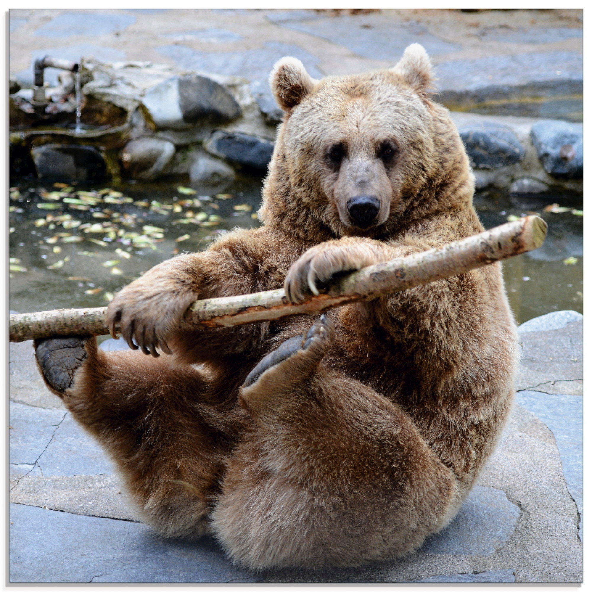 Artland Glasbild »Bär II«, Wildtiere, (1 St.), in verschiedenen Größen günstig online kaufen