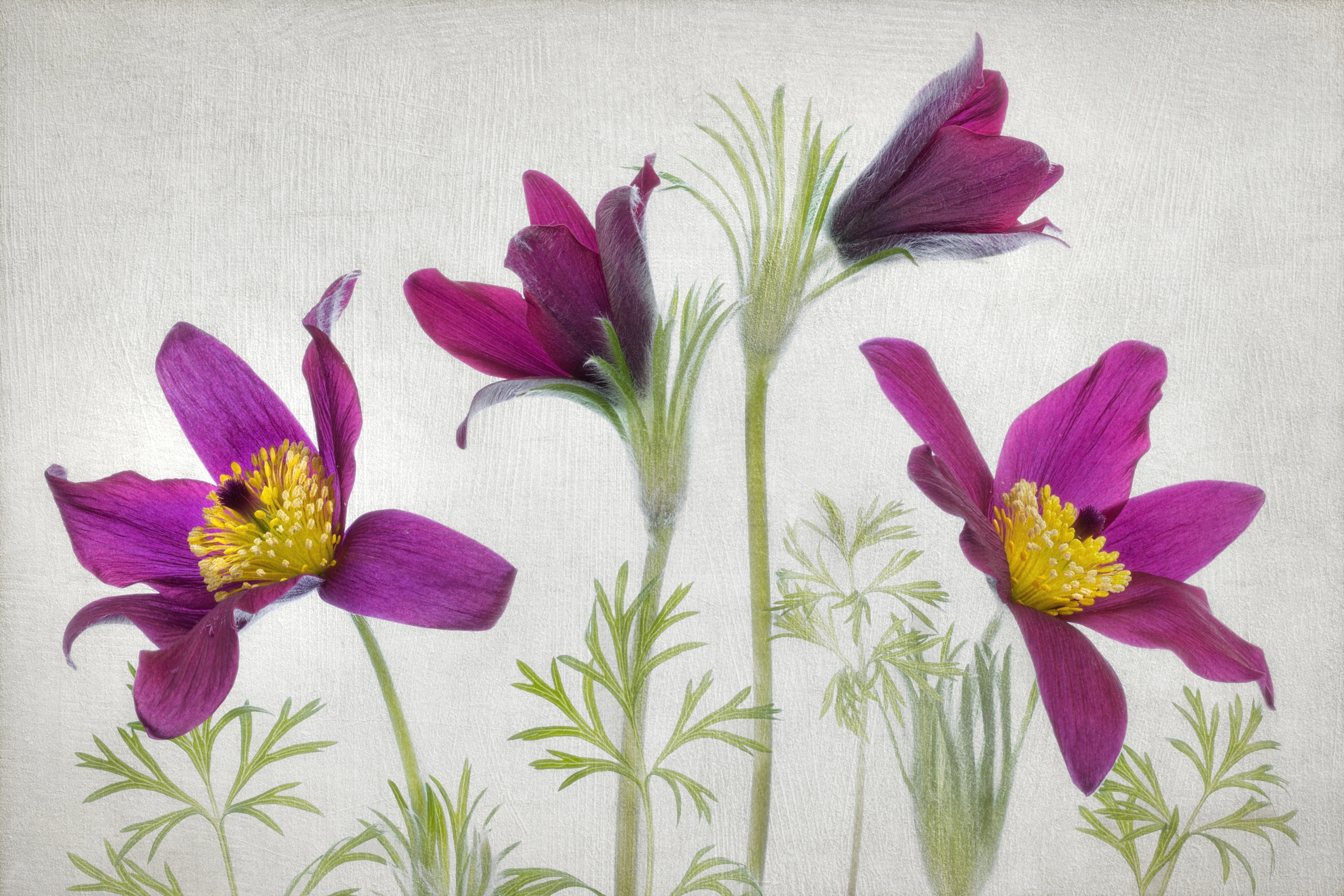 Papermoon Fototapete »Photo-Art MANDY DISHER, PULSATILLA« günstig online kaufen