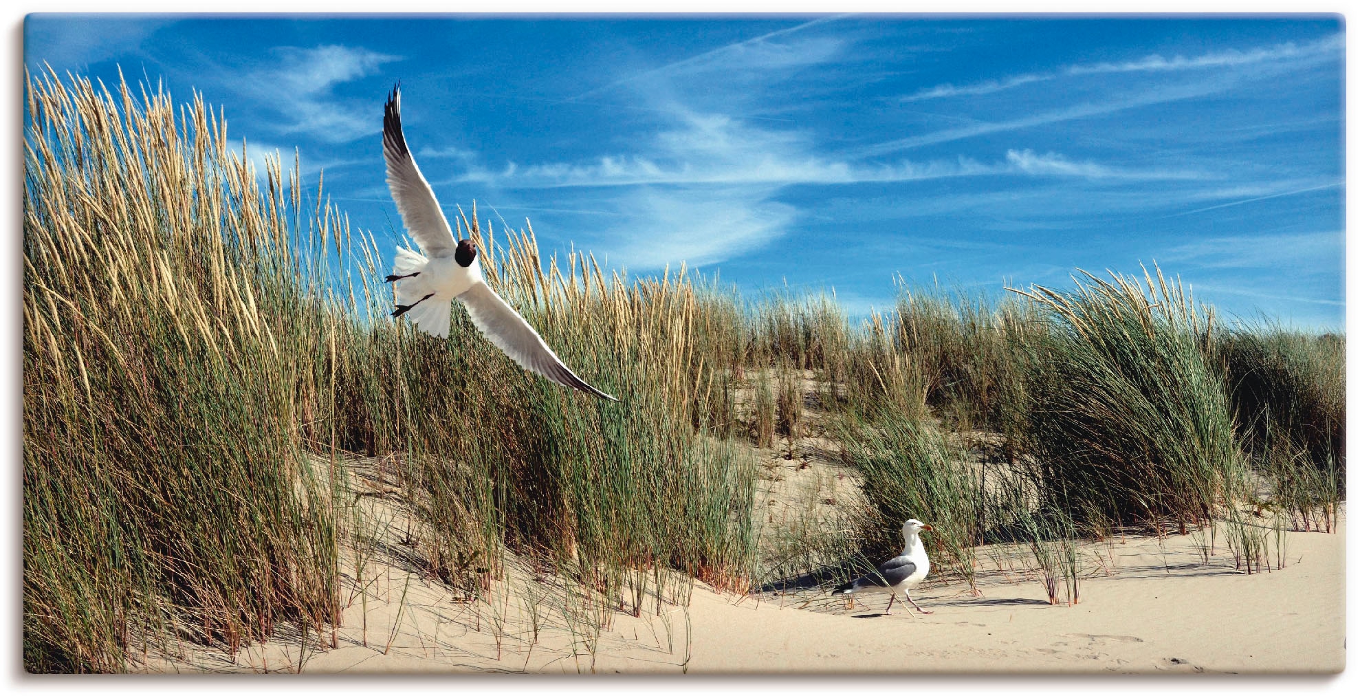 Artland Leinwandbild »Möwe und Seeschwalbe in Dünenlandschaft«, Vögel, (1 S günstig online kaufen