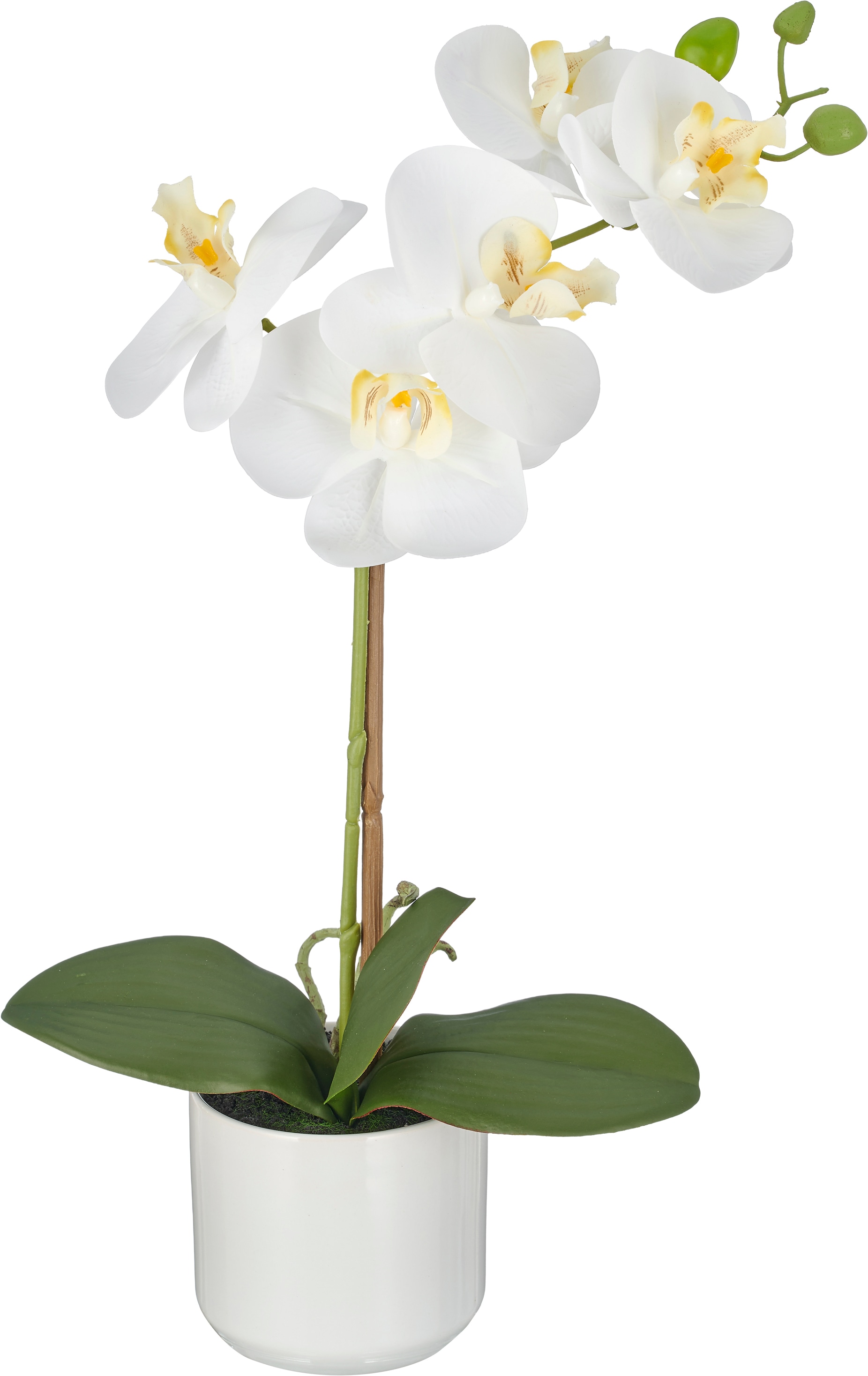 Creativ green Kunstorchidee »Phalaenopsis« mit Real-Touch-Blüten