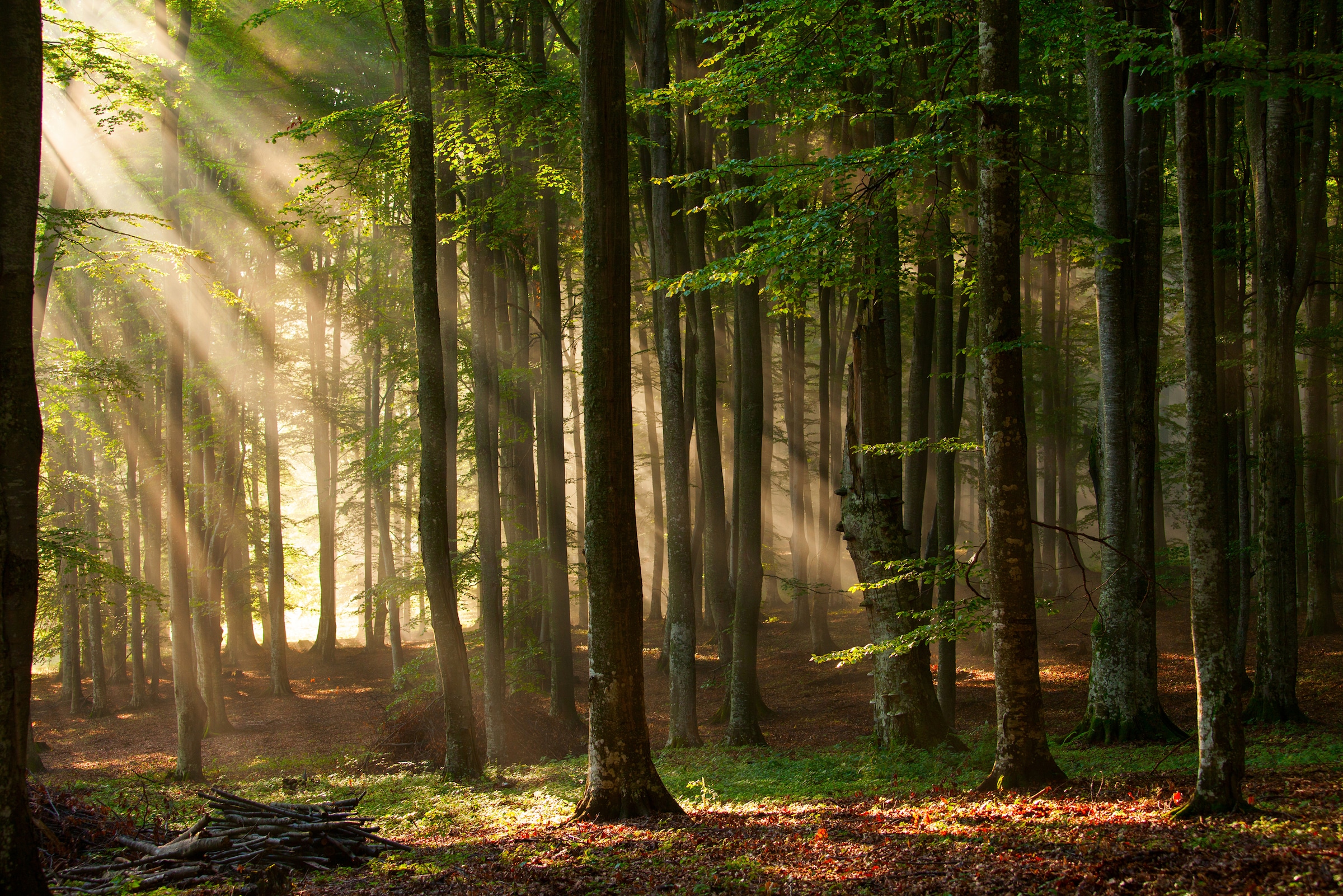 Papermoon Fototapete »Autumn Forest« günstig online kaufen