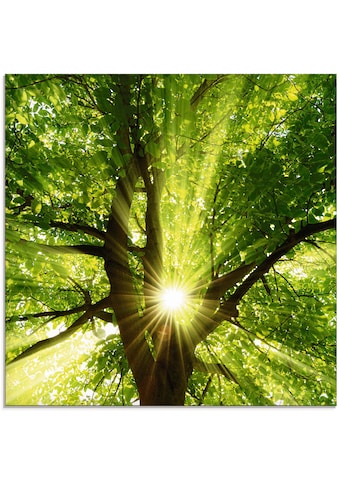 Artland Glasbild »Sonne strahlt explosiv durch den Baum«, Bäume, (1 St.) kaufen
