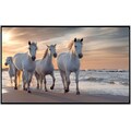 Papermoon Infrarotheizung »Pferde am strand«, sehr angenehme Strahlungswärme