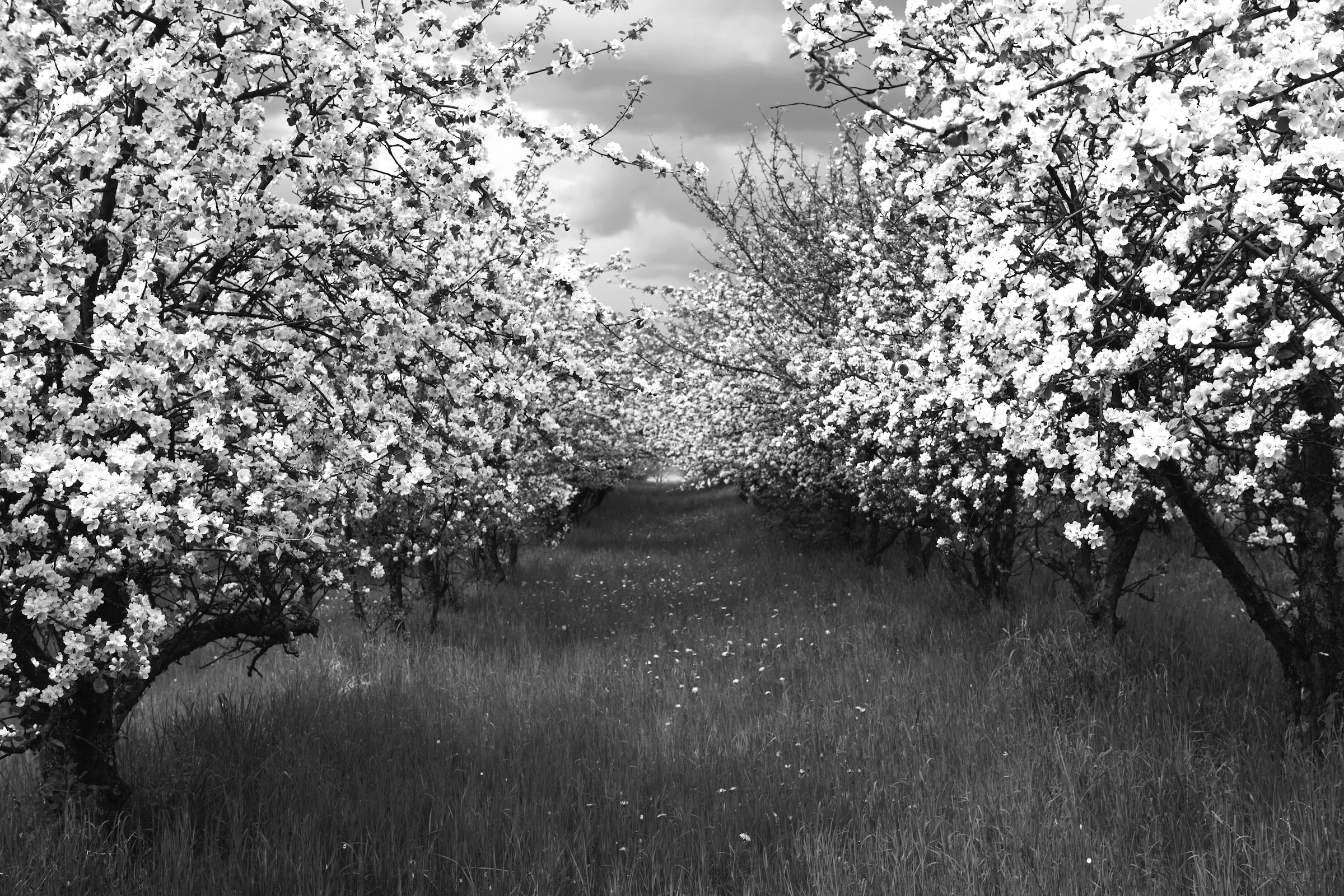 Papermoon Fototapete »Baumplantage Schwarz & Weiß« günstig online kaufen