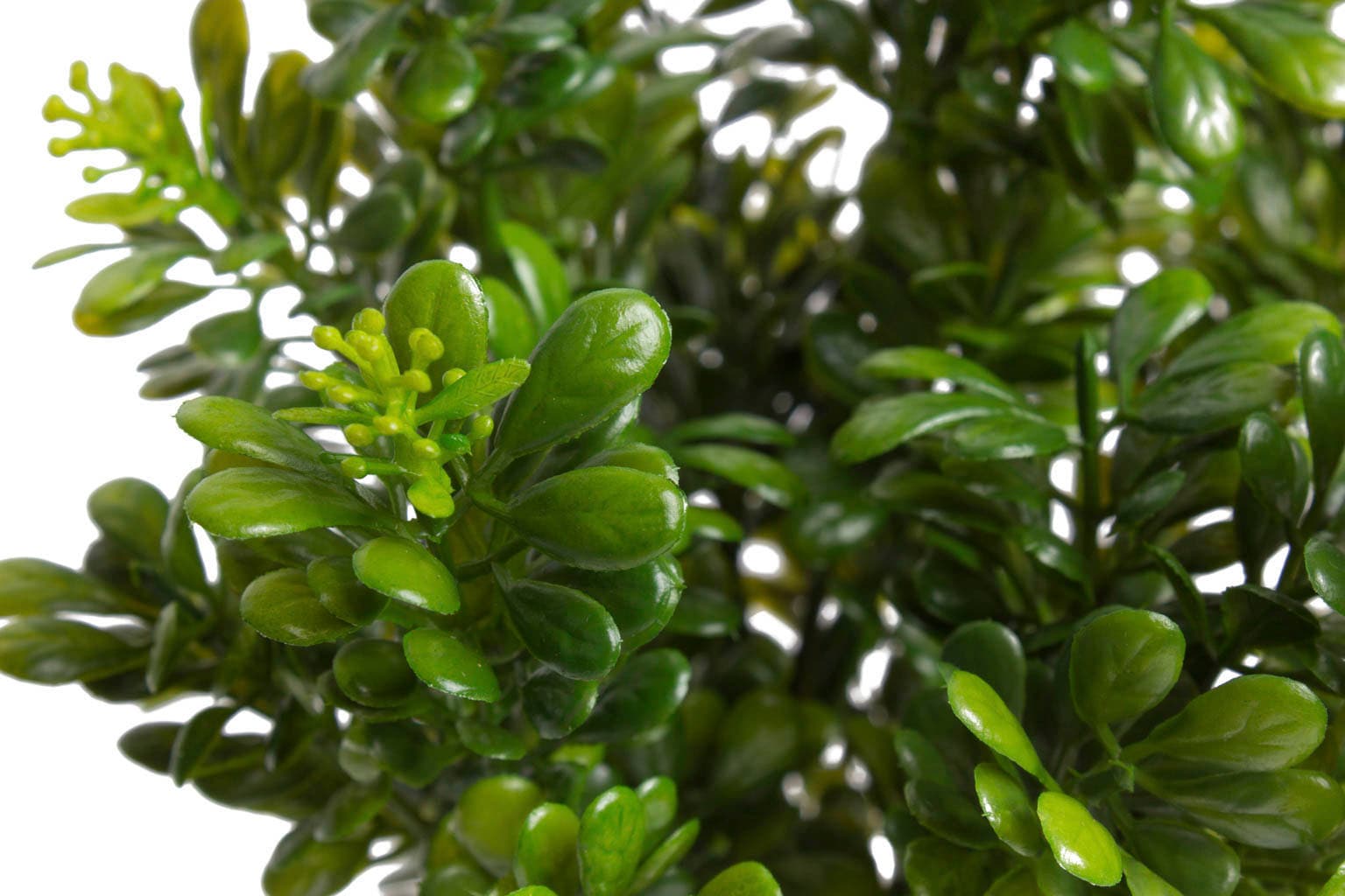 Botanic-Haus Künstliche Zimmerpflanze »Buchsbusch mit 7 Stielen« auf Raten  bestellen