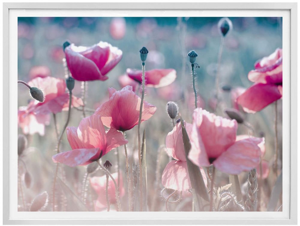 Blumen, (1 Wall-Art »Mohnblumen Wiese«, online bestellen Poster St.)