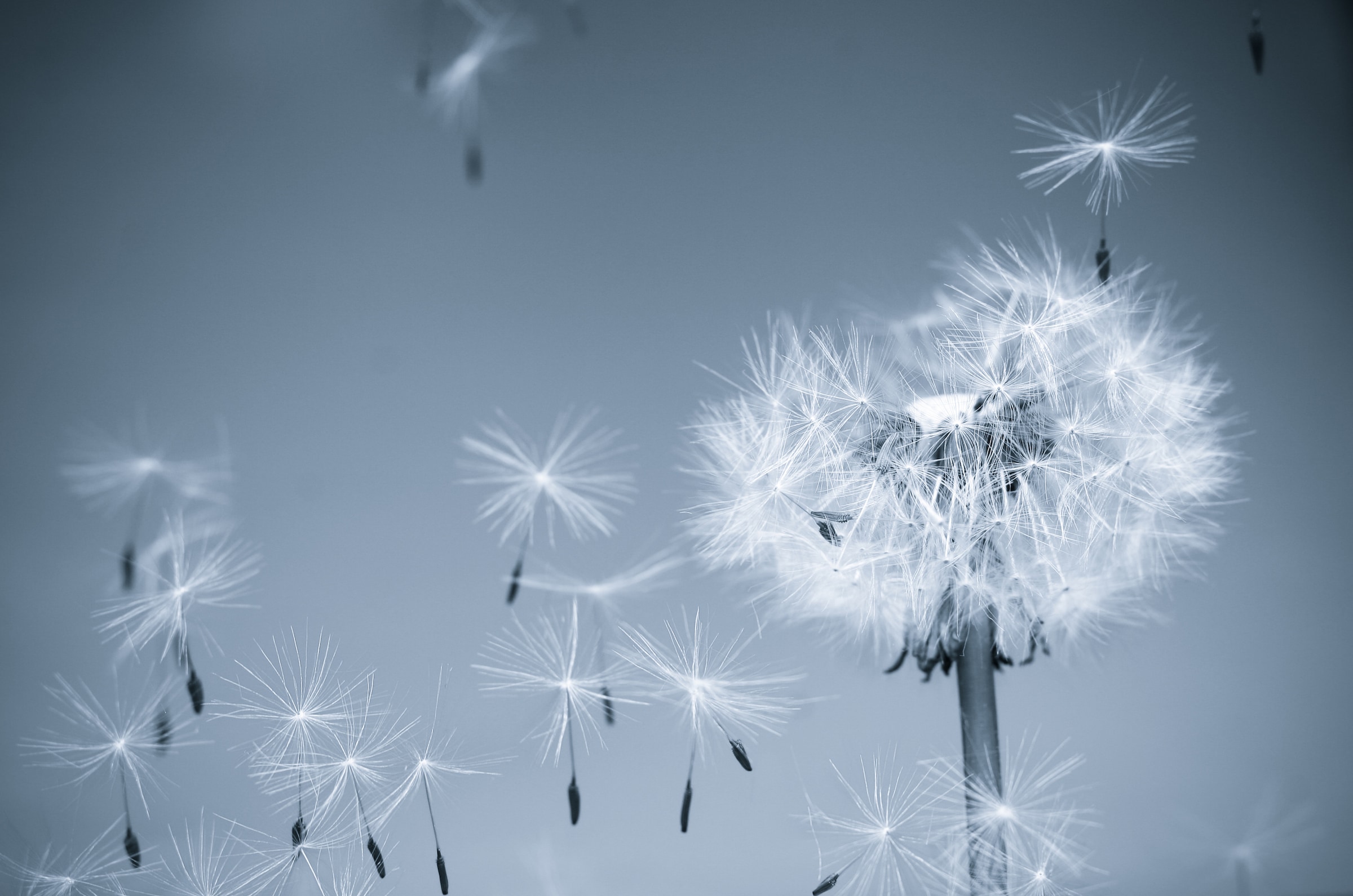 Papermoon Fototapete »Dandelion in the Wind« günstig online kaufen