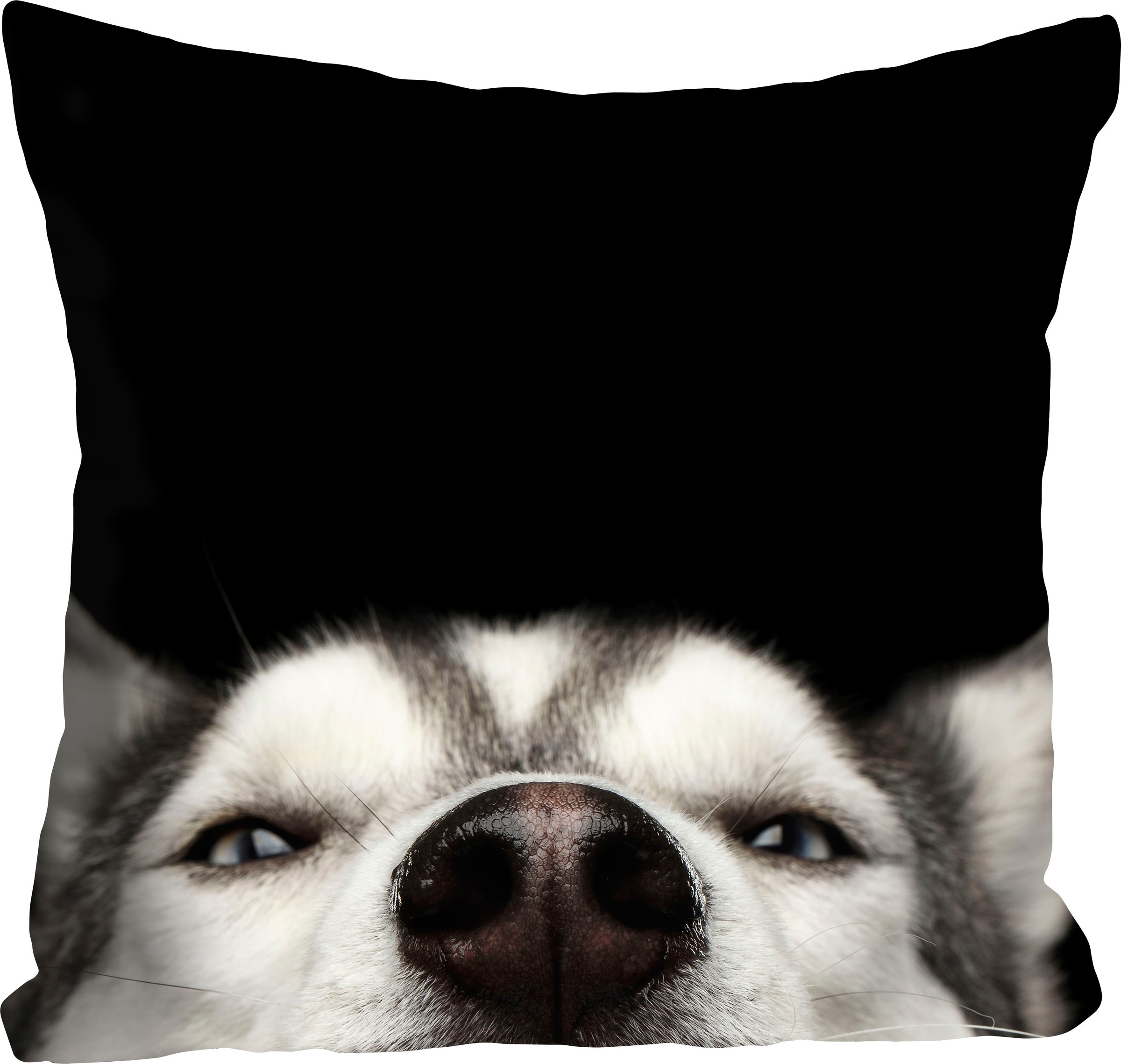 queence Dekokissen »Husky«, Kissenhülle,Schwarzer Hintergrund,Husky,Hund,Wi günstig online kaufen
