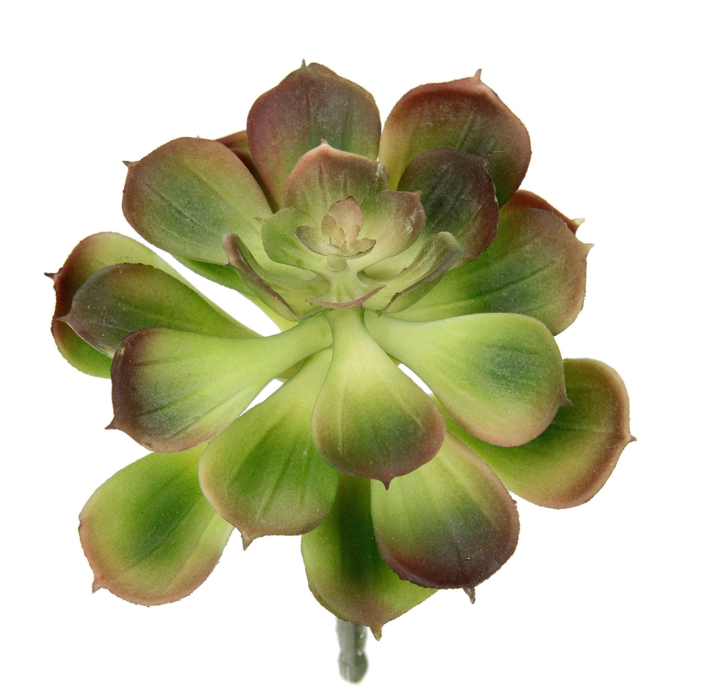 I.GE.A. Kunstpflanze »Dekorative Sukkulenten«, 4er Set, künstliche  Pflanzen, Sukkulenten, Aloe, Agave, Kaktus auf Rechnung kaufen