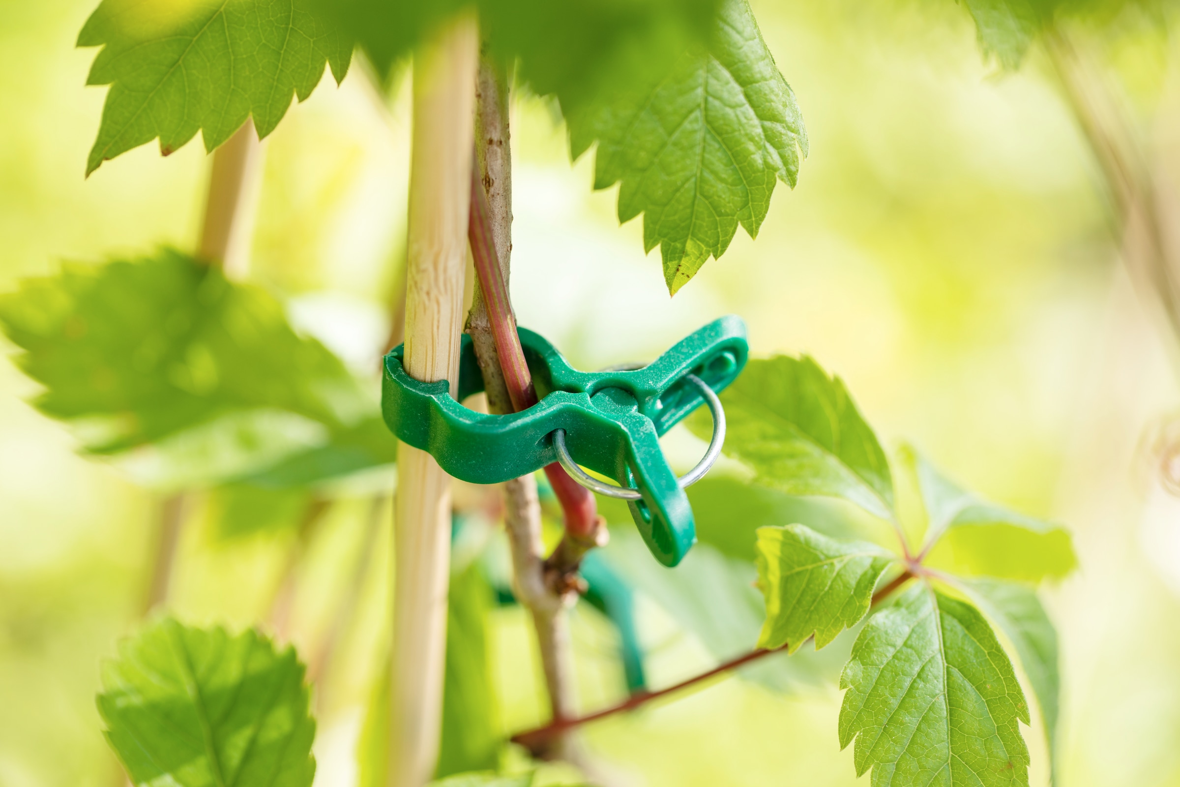 Windhager Rankhilfe »Pflanzenclips Mini zum befestigen von Ästen, Pflanzklammern 15 Stk.« Pflanzenhalter, grün
