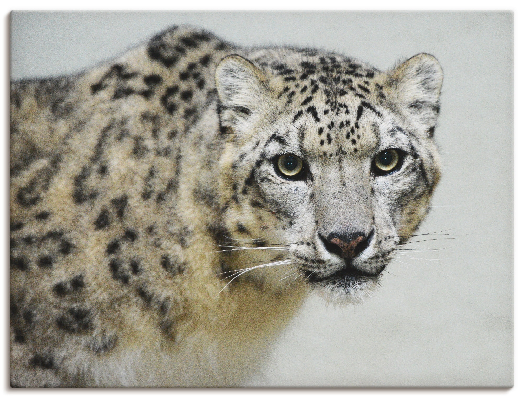Artland Wandbild »Schneeleopard«, Wildtiere, (1 St.), als Alubild, Outdoorb günstig online kaufen