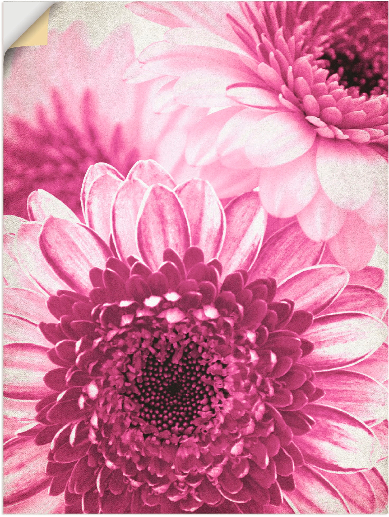 Artland Wandfolie »Pinke Gerbera«, Blumen, (1 St.), selbstklebend günstig online kaufen