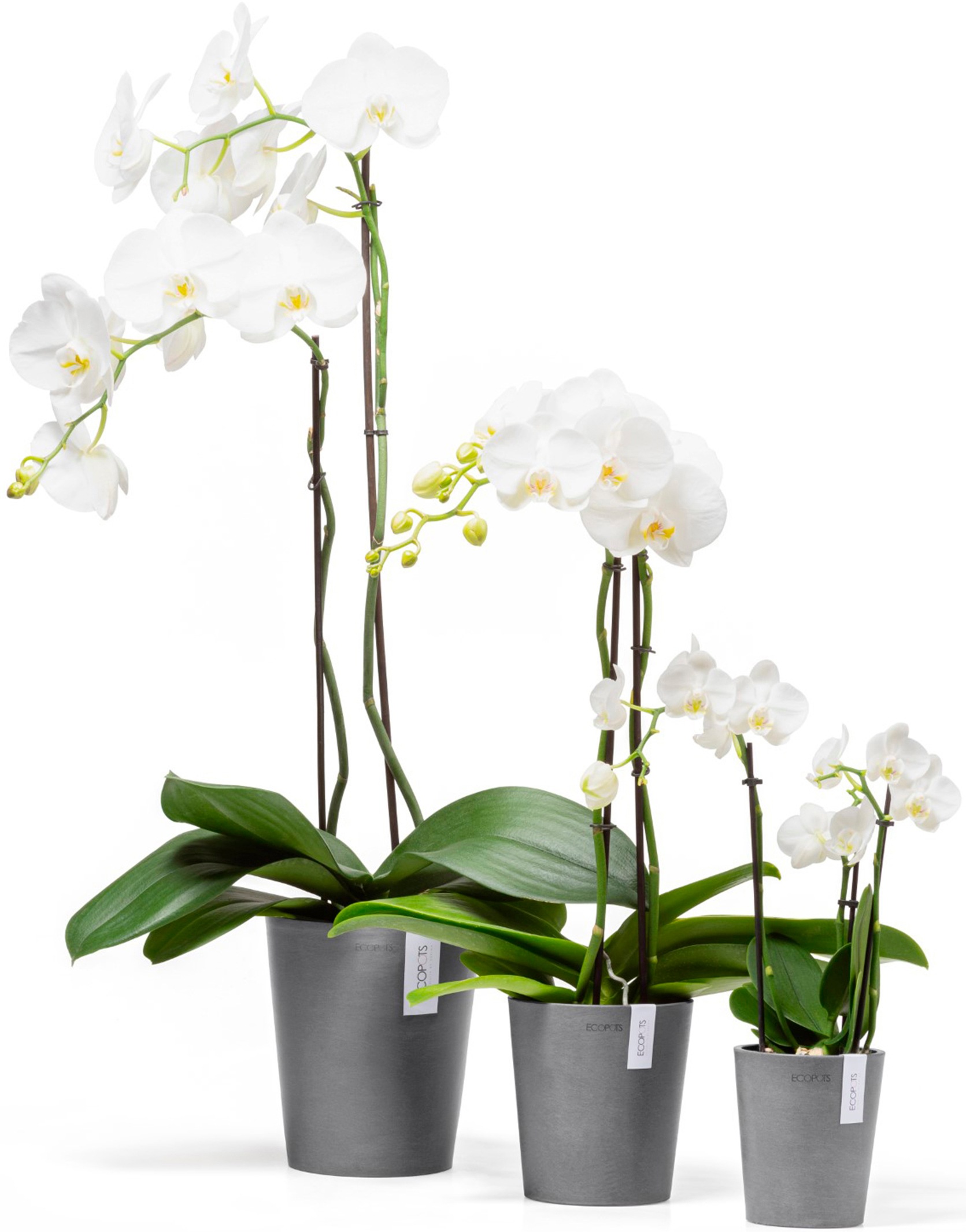 ECOPOTS Blumentopf »Morinda Orchidee 17 Grau«, für den Innenbereich