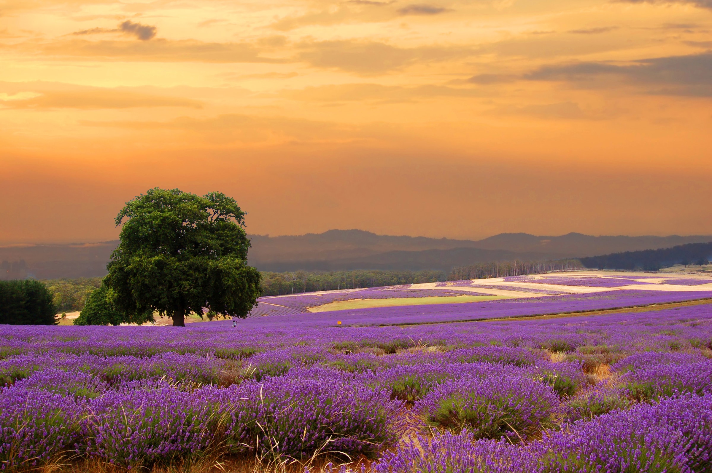 Papermoon Fototapete »Lavender Field« glatt günstig online kaufen