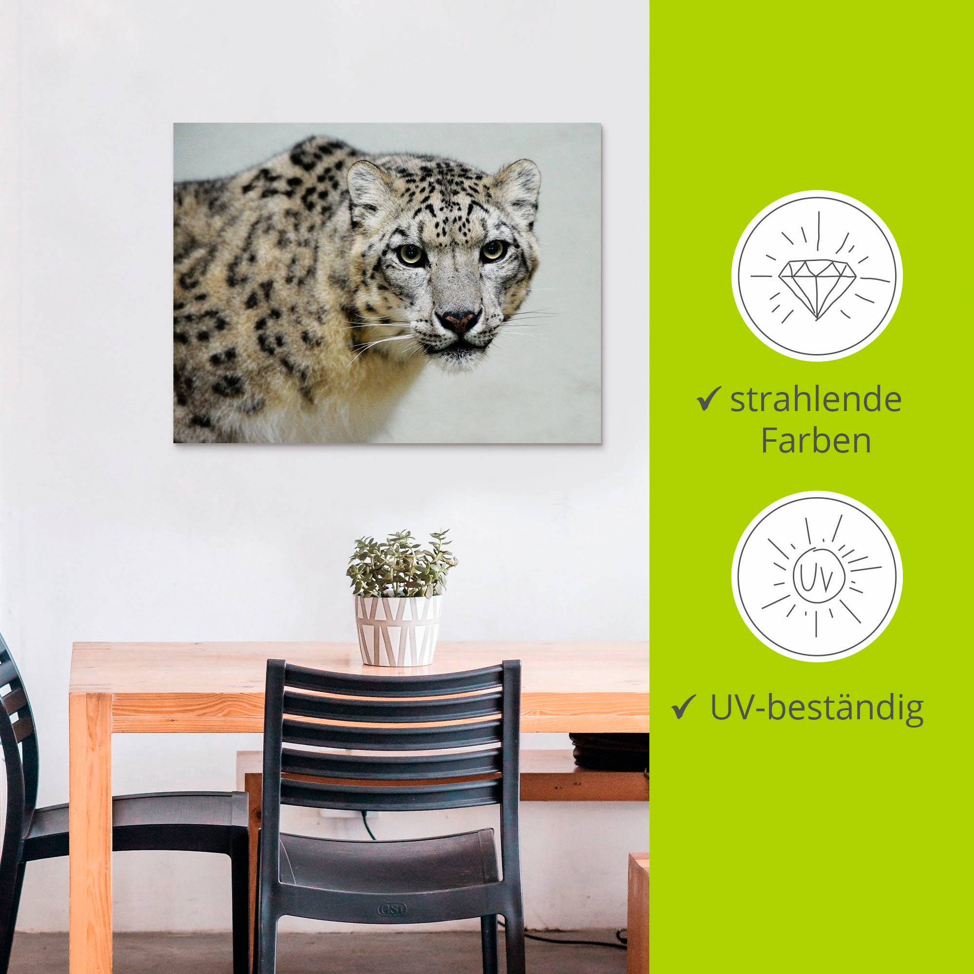 Artland Wandbild »Schneeleopard«, Wildtiere, (1 St.), als Alubild, Outdoorbild, Leinwandbild in verschied. Größen