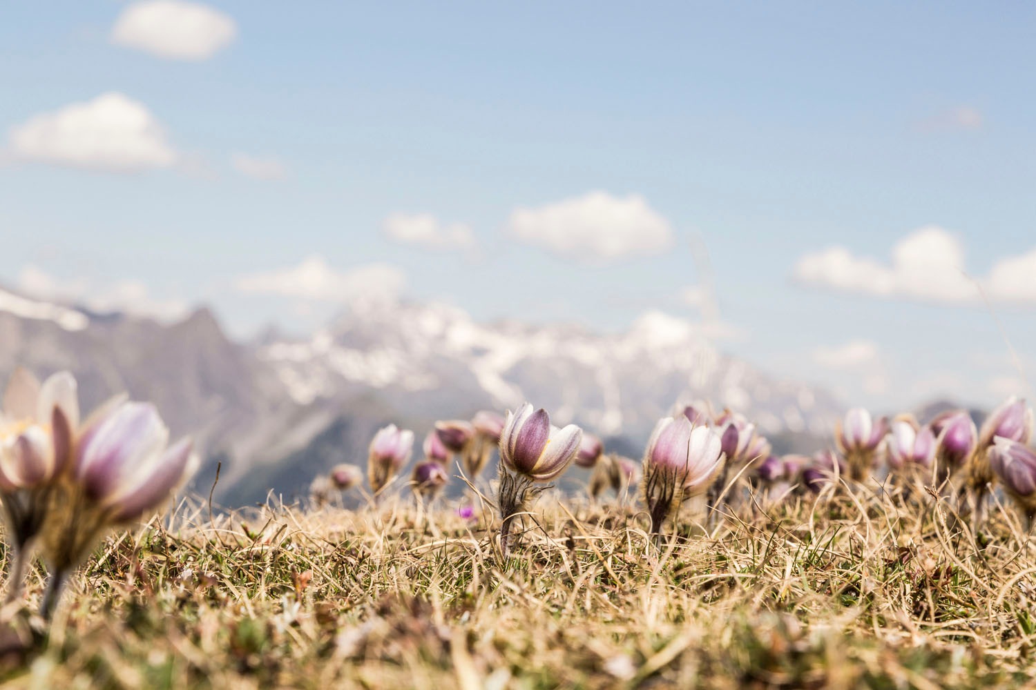 queence Acrylglasbild »Ezzo« Berge   Berge & Alpenbilder   Landschaft   Nat günstig online kaufen