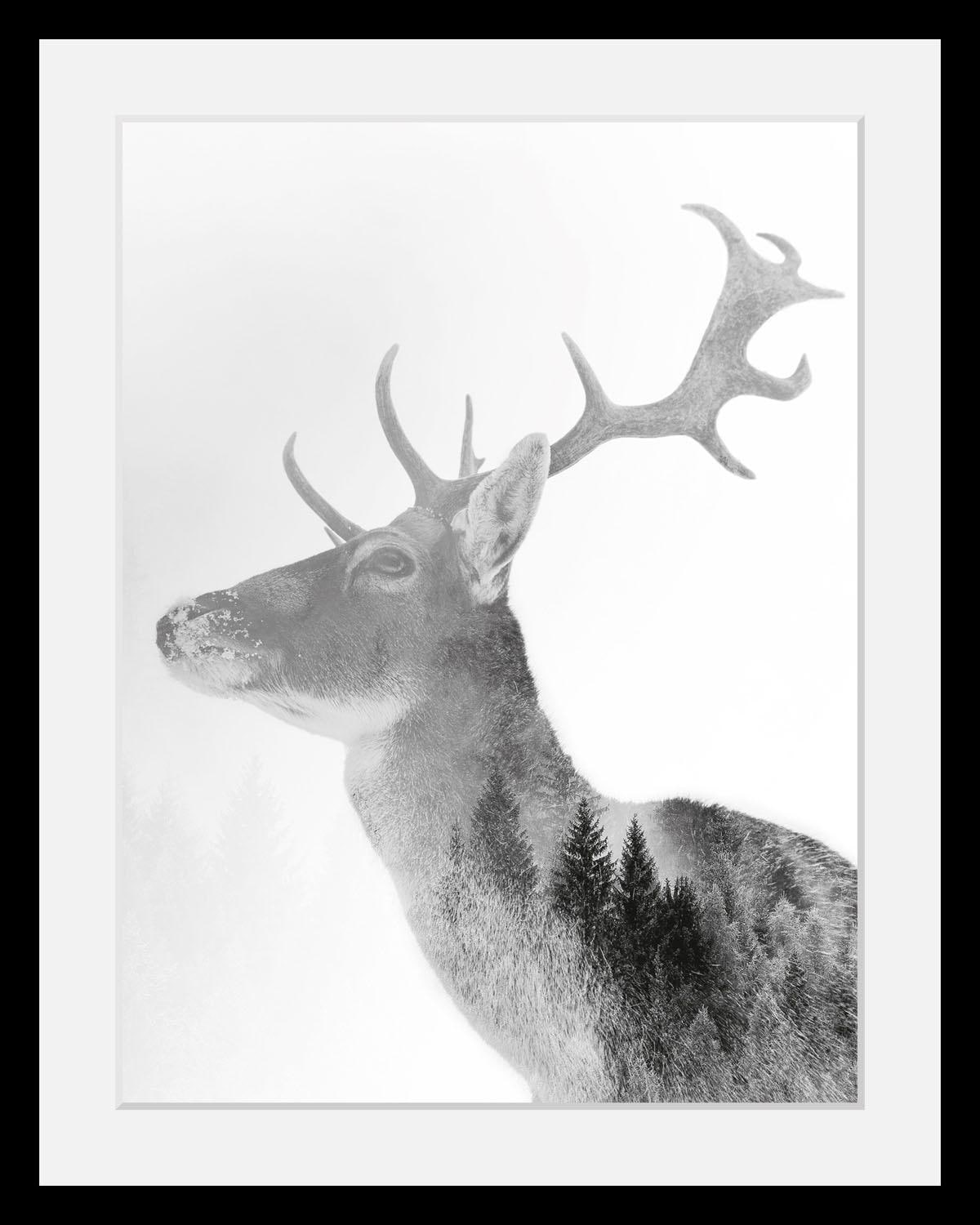 queence Bild »Hirsch«, Hirsch-Tiere-Wildtiere-Hirschbilder-Wald-Waldbilder- günstig online kaufen