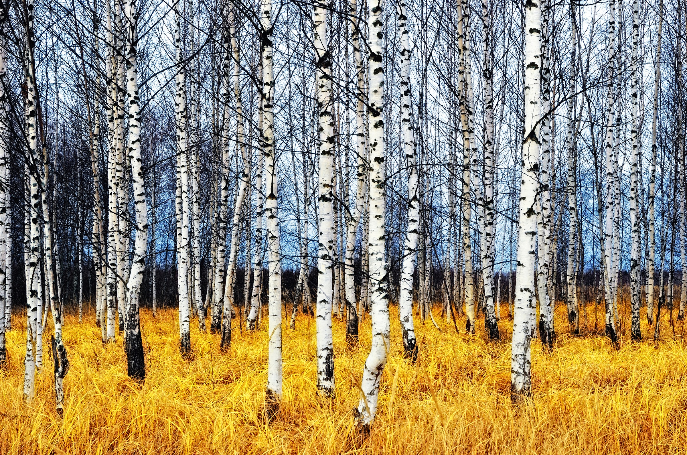 Papermoon Fototapete »Autumn Birch Grove« glatt günstig online kaufen
