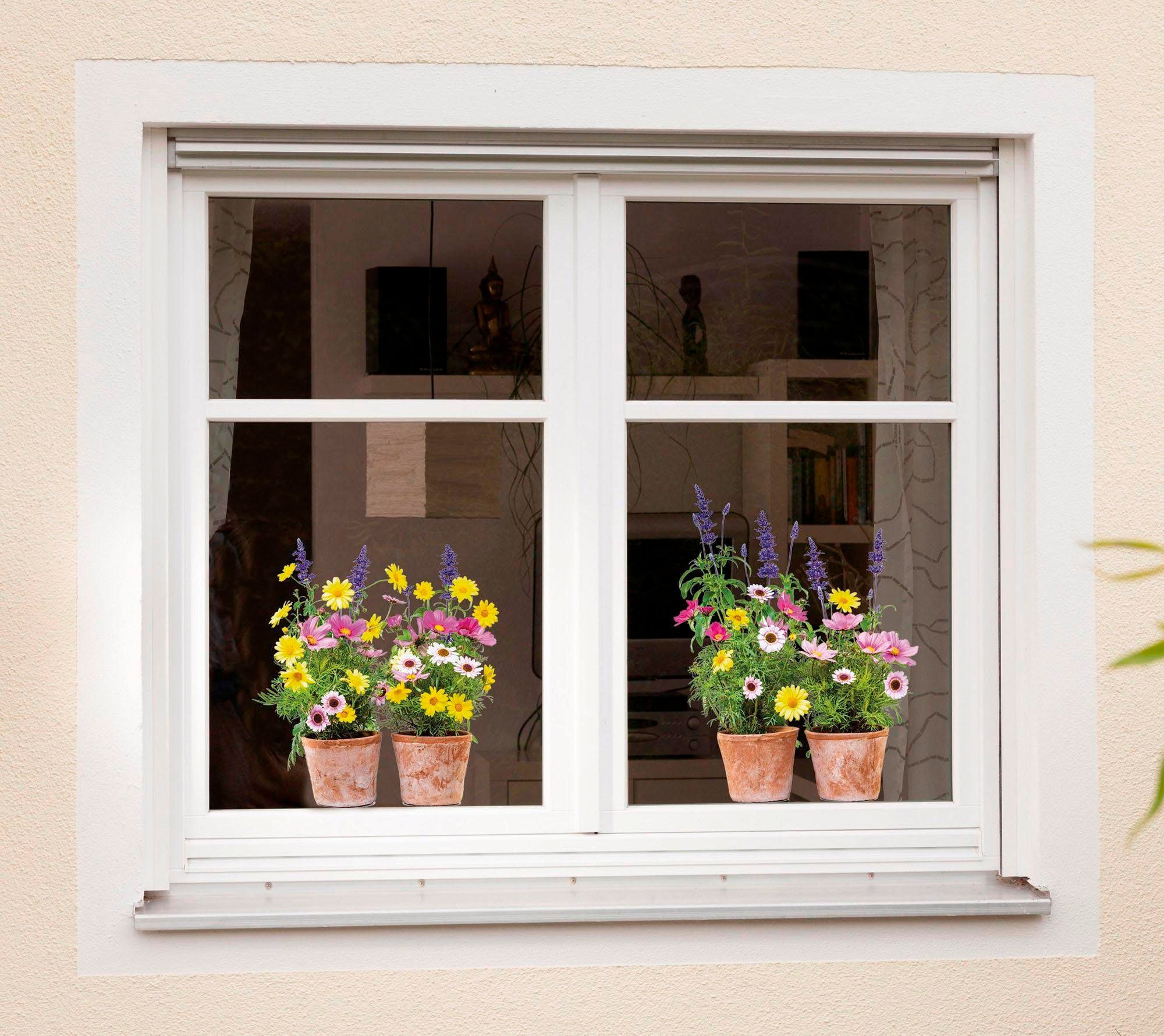 Komar Fensterbild cm Raten 31x31 auf bestellen x Höhe), (Breite selbsthaftend »Springtime«