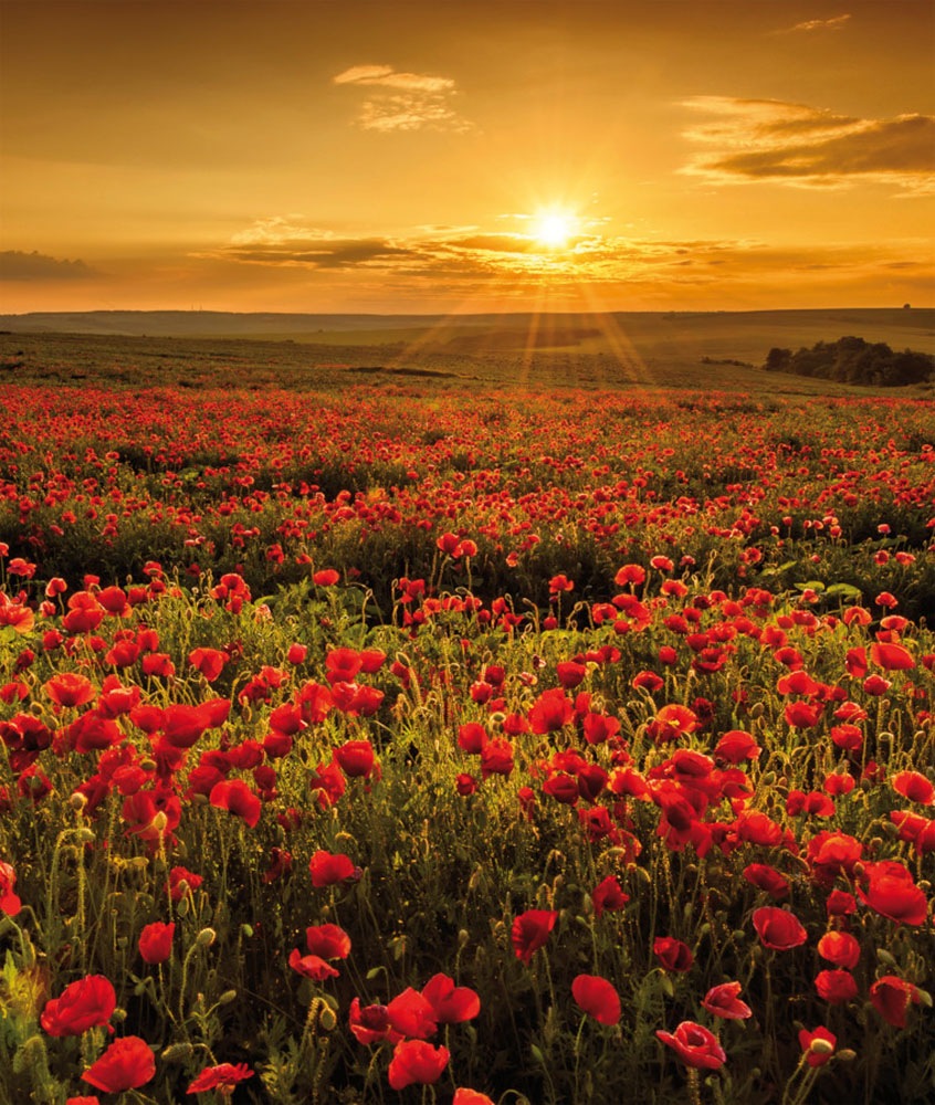 Bönninghoff Leinwandbild Bilder vom Sonnenuntergang & -aufgang   Blumen   B günstig online kaufen