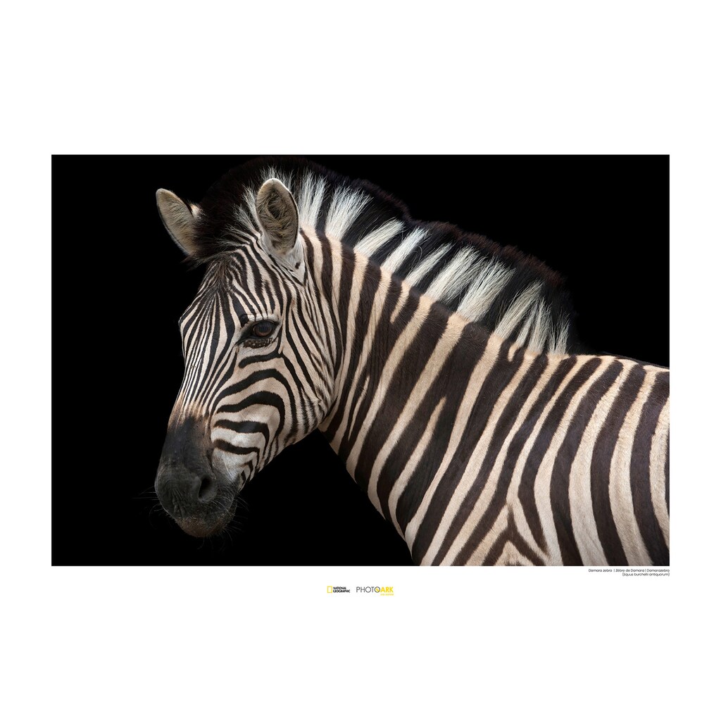 Komar Poster »Damara Zebra«, Tiere