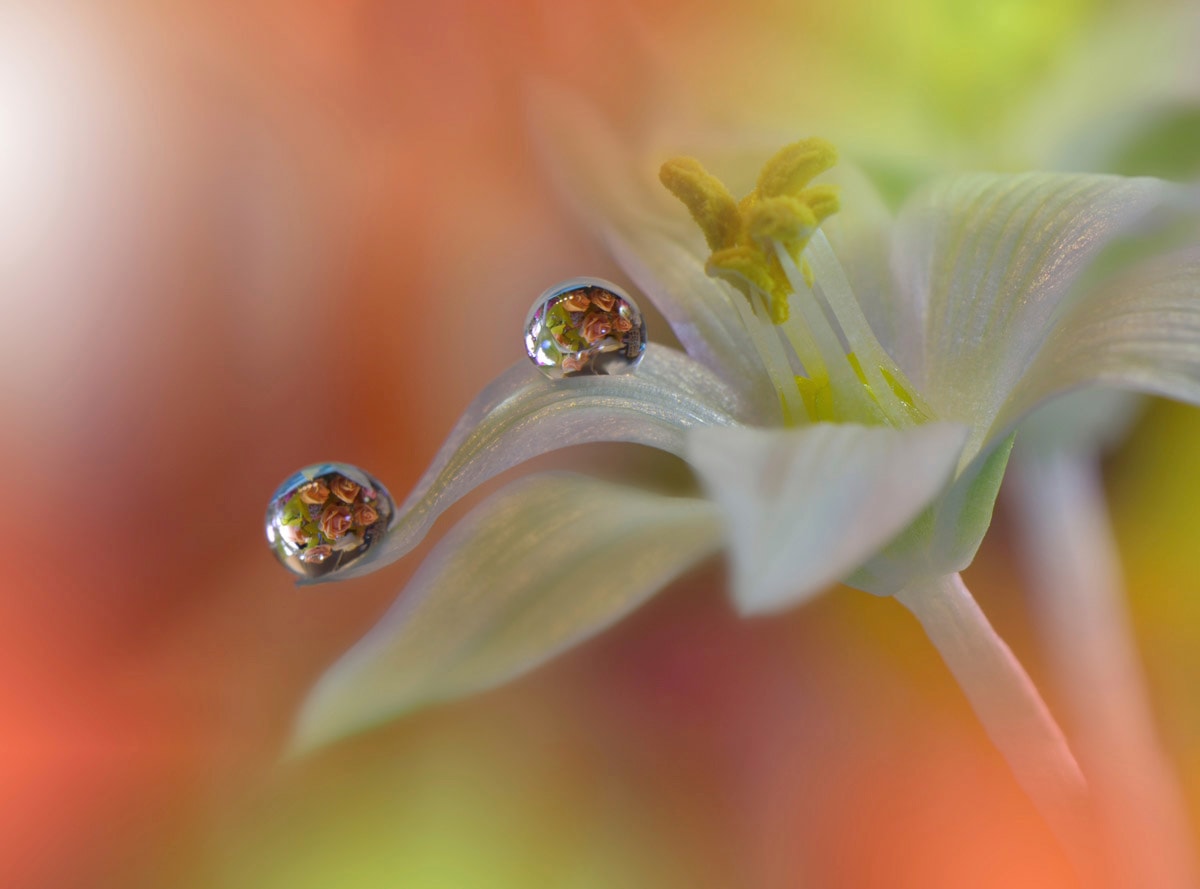 Papermoon Fototapete »Wasertropfen auf Blume« günstig online kaufen