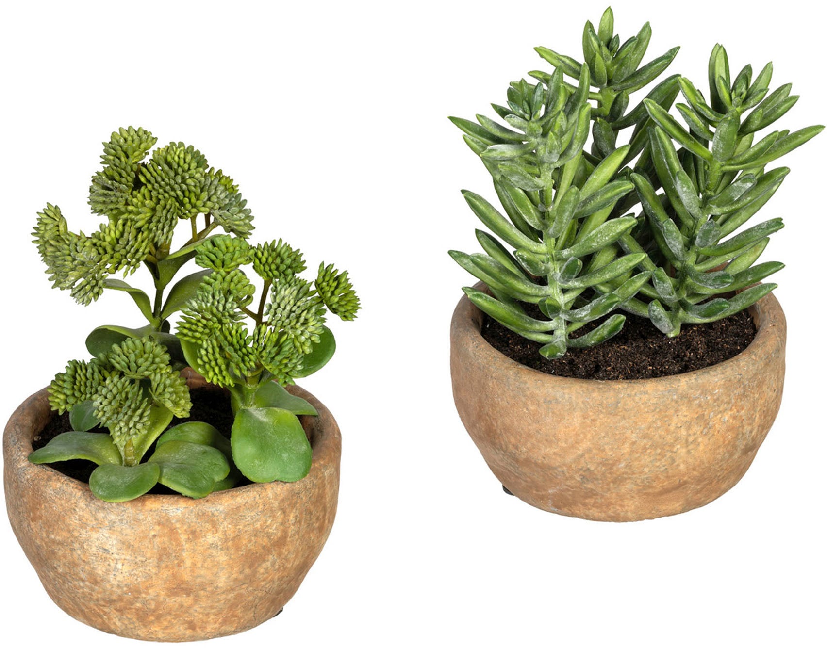 Creativ green Künstliche Zimmerpflanze »Sukkulenten Sedum und Aloe«, im  Zementtopf, 2er Set auf Rechnung bestellen