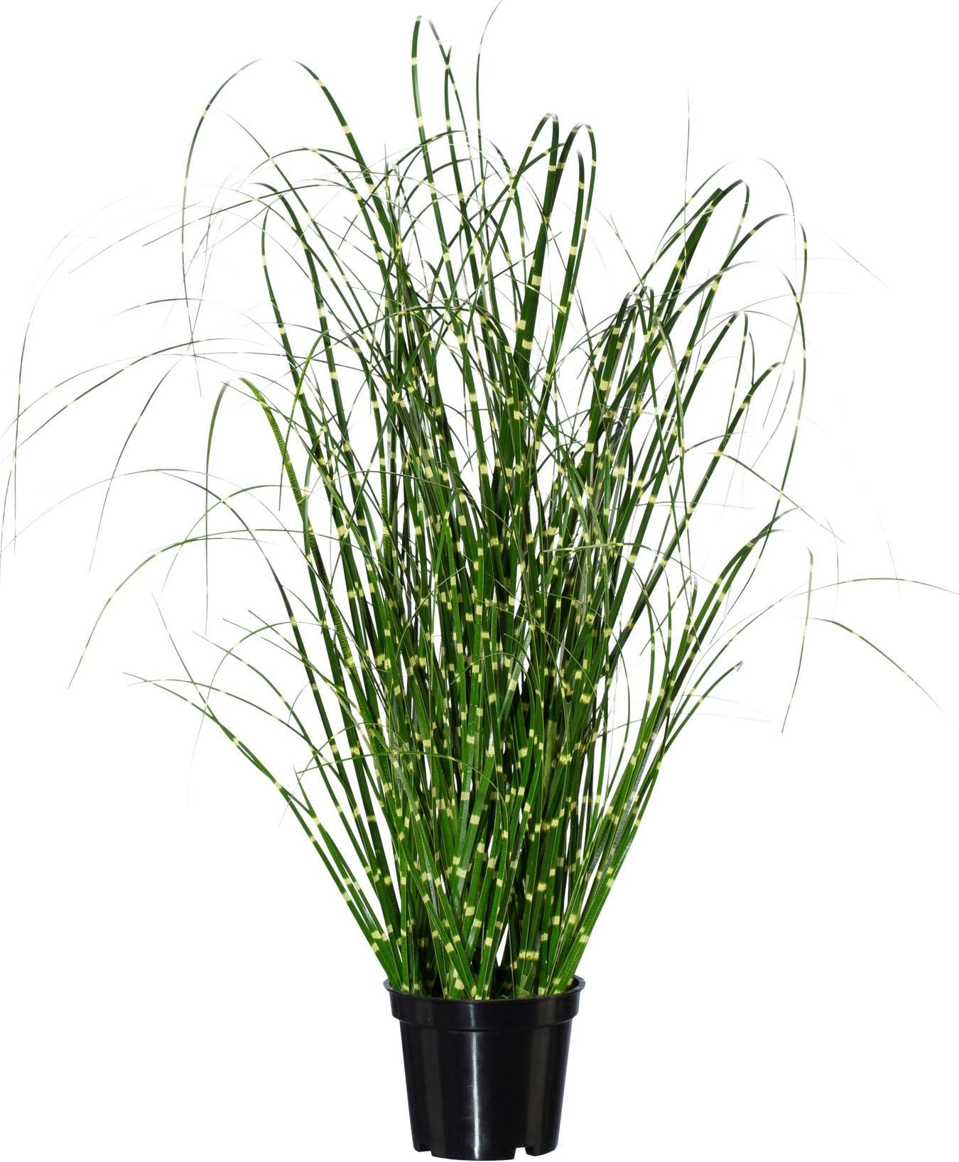 Creativ green Kunstgras »Miscanthus«