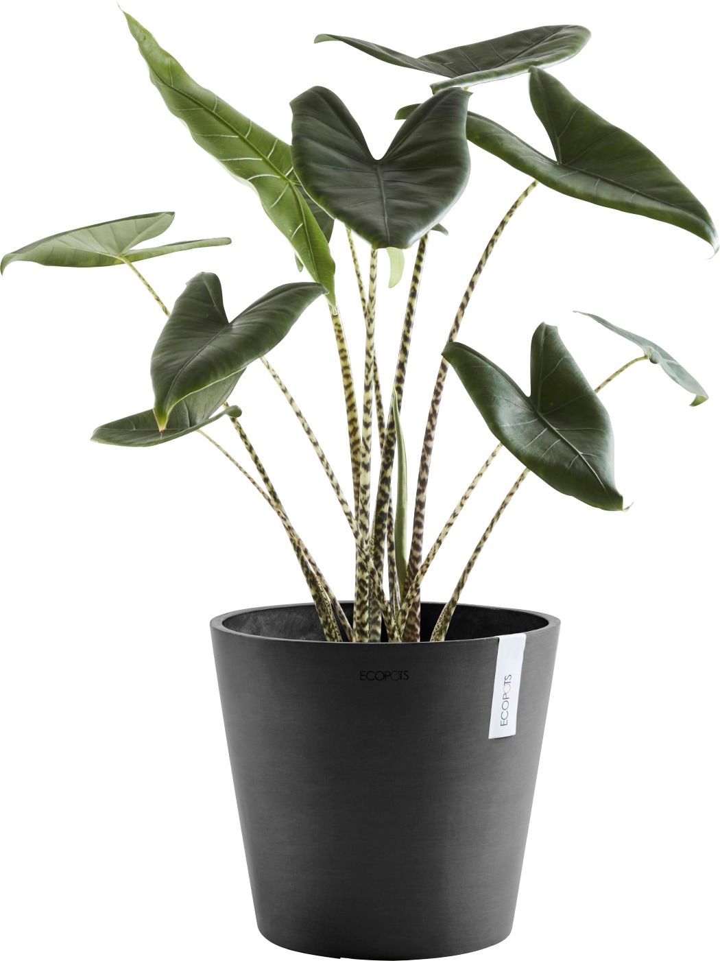 ECOPOTS Blumentopf »AMSTERDAM Dark Grey«, BxTxH: 30x30x26 cm, mit Wasserreservoir